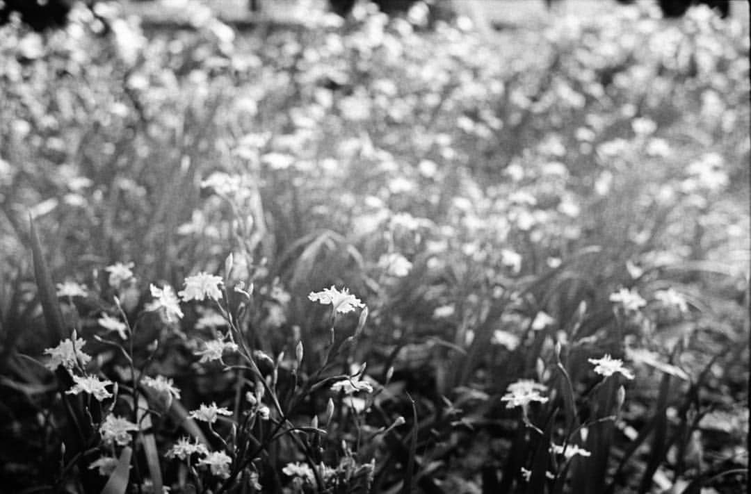 田島貴男さんのインスタグラム写真 - (田島貴男Instagram)「谷中霊園 上野公園 #フィルムカメラ #leicam2 #summilux50  #summaron35  #trix400  #自家現像」4月11日 19時27分 - tajimatakao