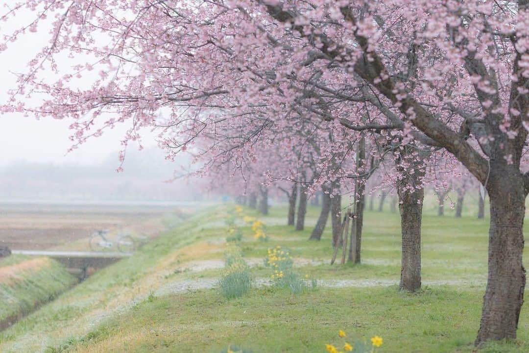 花の写真館のインスタグラム：「Photo by @bluebellsblue.⠀ https://instagram.com/bluebellsblue/⠀ .⠀ Original Post[投稿頂いたURL]⠀ https://www.instagram.com/p/BglzOjhFGxh/⠀ .⠀ 本アカウントは、 #私の花の写真 をつけてInstagramに投稿された皆さまの花の写真や、「花の写真館」Facebookページで投稿された花の写真を紹介します。⠀ 「花の写真館」Facebookページは、「 @floral.photograph 」のプロフィールにあるURLからご覧ください。⠀ .⠀ #花の写真館 #floralphotograph #floralphoto #flower #flowers #富士フイルム #FUJIFILM⠀ Follow: @floral.photograph」