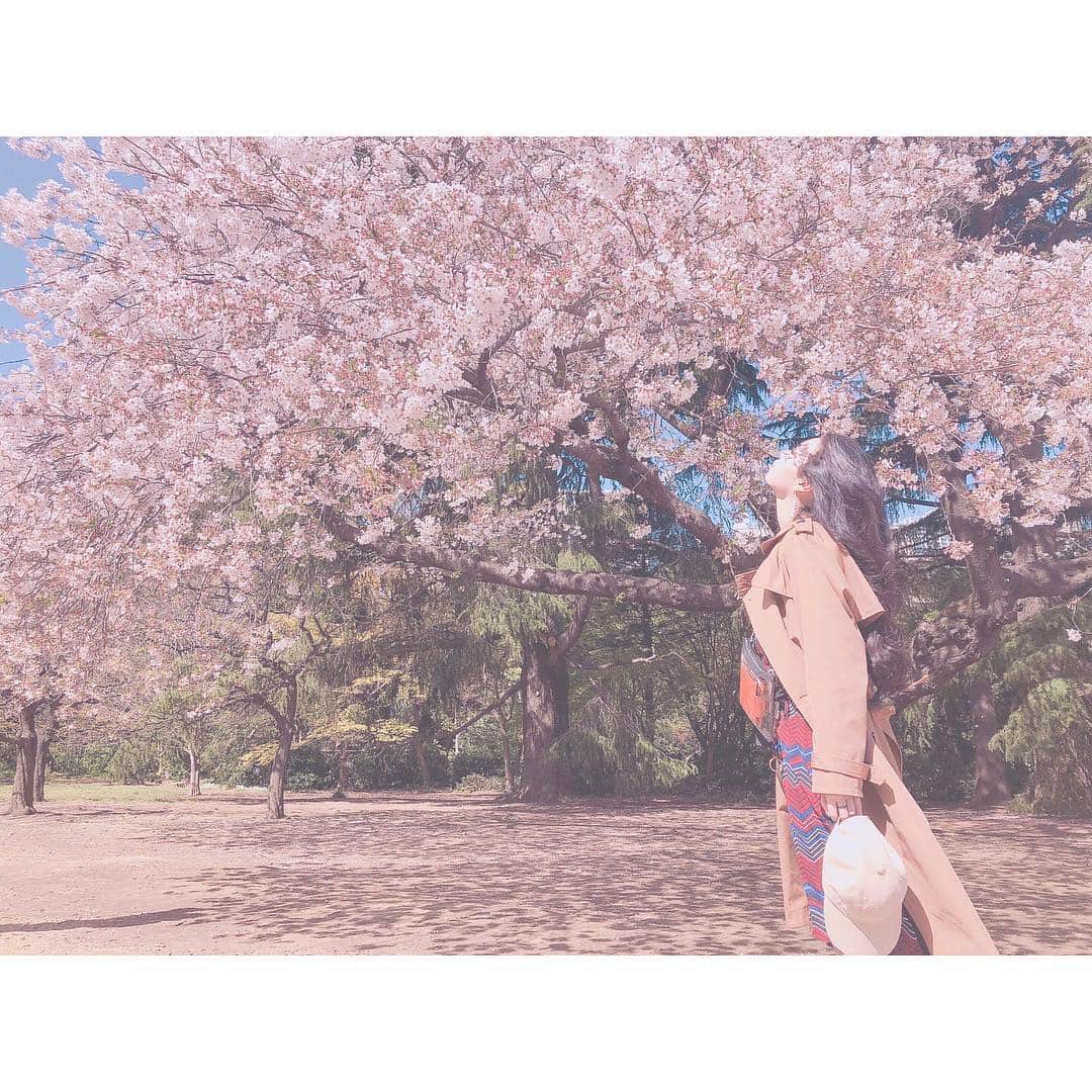 野崎夏帆のインスタグラム：「🌸﻿﻿ ﻿﻿ お花見！﻿﻿ ﻿﻿ 強風過ぎて色々やばかったけど楽しかった♪﻿﻿ 綺麗だったなぁ﻿ ﻿ ﻿ 一枚目、桜の影が仮面みたいになっててすごくお気に入り😍﻿ ﻿﻿ #お花見﻿﻿ #桜﻿﻿ #sakura﻿﻿ #cherryblossom﻿﻿ #japan﻿﻿ #camera﻿﻿ #カメラ﻿﻿ #portrait﻿﻿ #ポートレート」