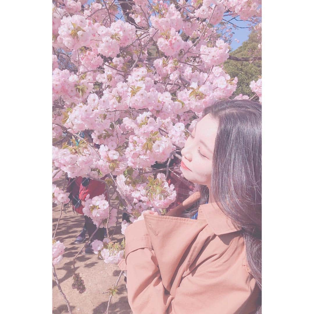野崎夏帆さんのインスタグラム写真 - (野崎夏帆Instagram)「🌸﻿🌸 ﻿  #お花見﻿ #桜﻿ #sakura﻿ #cherryblossom﻿ #japan﻿ #camera﻿ #カメラ﻿ #portrait﻿ #ポートレート」4月11日 19時32分 - _kahochinresu