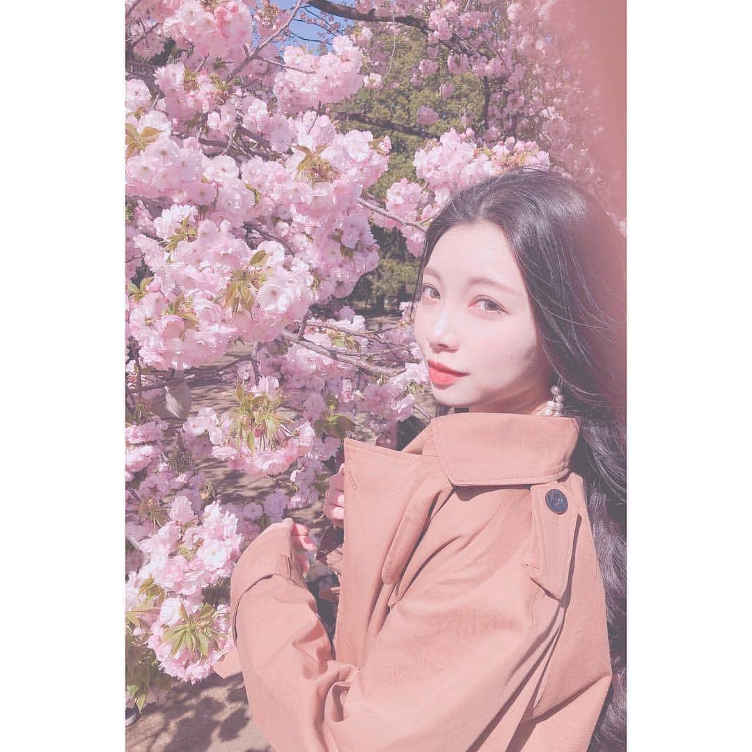野崎夏帆のインスタグラム：「🌸﻿🌸 ﻿  #お花見﻿ #桜﻿ #sakura﻿ #cherryblossom﻿ #japan﻿ #camera﻿ #カメラ﻿ #portrait﻿ #ポートレート」