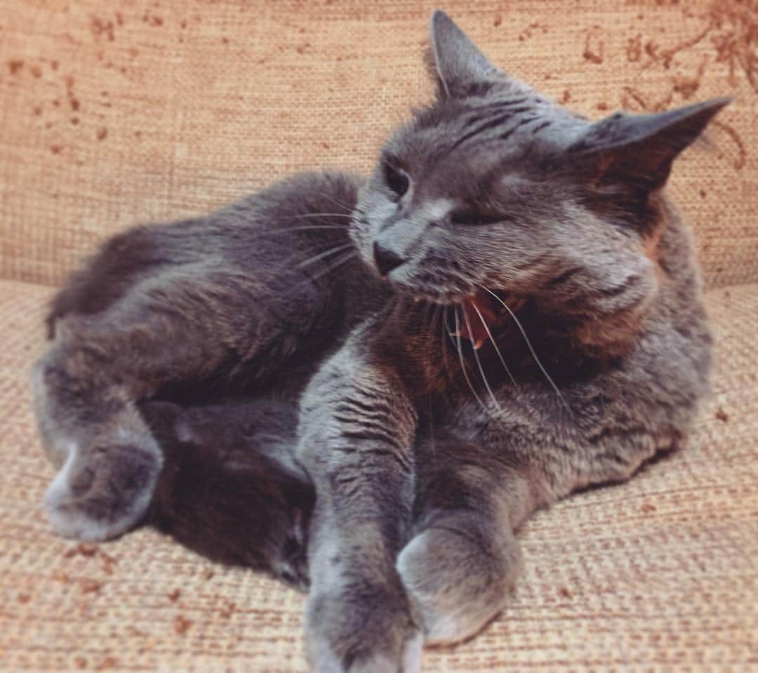 チキン南蛮カレーのルウ王子のグルメインスタ