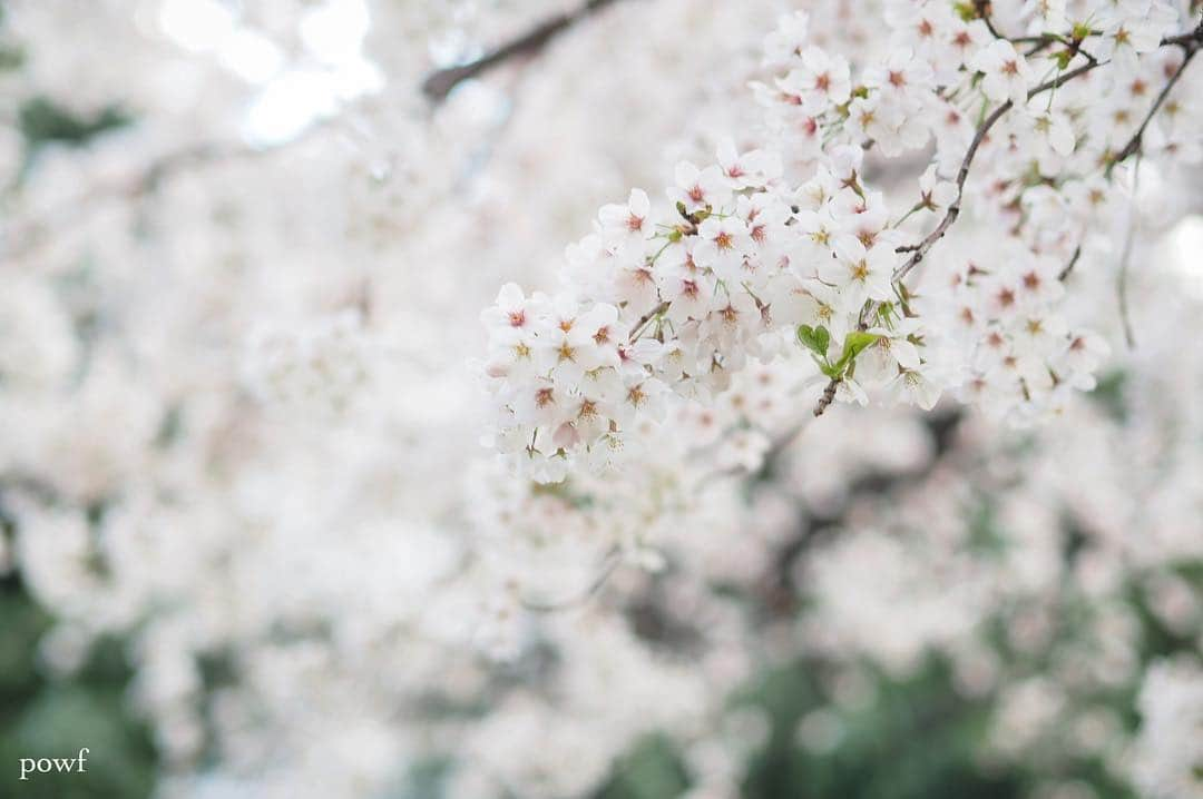 anemone_69さんのインスタグラム写真 - (anemone_69Instagram)「. ❀ . . #ソメイヨシノ #染井吉野 #sakura #サクラ #桜 #cherryblossom . . .」4月11日 19時59分 - powf