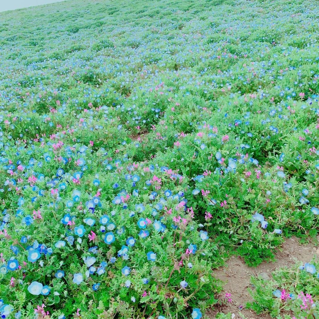 高木勇人さんのインスタグラム写真 - (高木勇人Instagram)「この間のメルマガ配信読んでくれた方はわかる☆ ひたち海浜公園の写真🥳 #こくえいひたち海浜公園 #お花 #メルマガ #休日の過ごし方  #ちなみに青いティー美味しいかった」4月11日 19時59分 - hayatotakagi4749