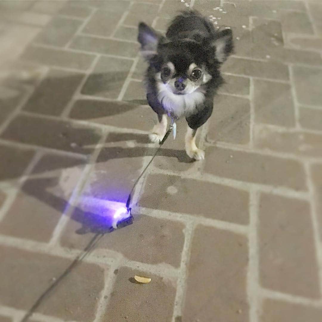 中倉隆道さんのインスタグラム写真 - (中倉隆道Instagram)「. 誰だー！ 公園に柿の種落としたのはー🤣 . . 落ちてる柿の種に目が行く自分にも驚き😳www . . でもそれ以上に驚くのは うちのワンコが柿の種を食べようとしたこと🐶🍘😅💦💦 . 一度口に入れたし💧 もーー、はしたない。 . 柿の種へ貪欲なのは親子共々か😅 . . #柿の種 #柿ピー #柿ピー研究家 #中倉隆道 #わんこ #わんこの散歩 #愛犬 #チワワ #柿の種大好き犬」4月11日 19時51分 - ryudo.tokyo
