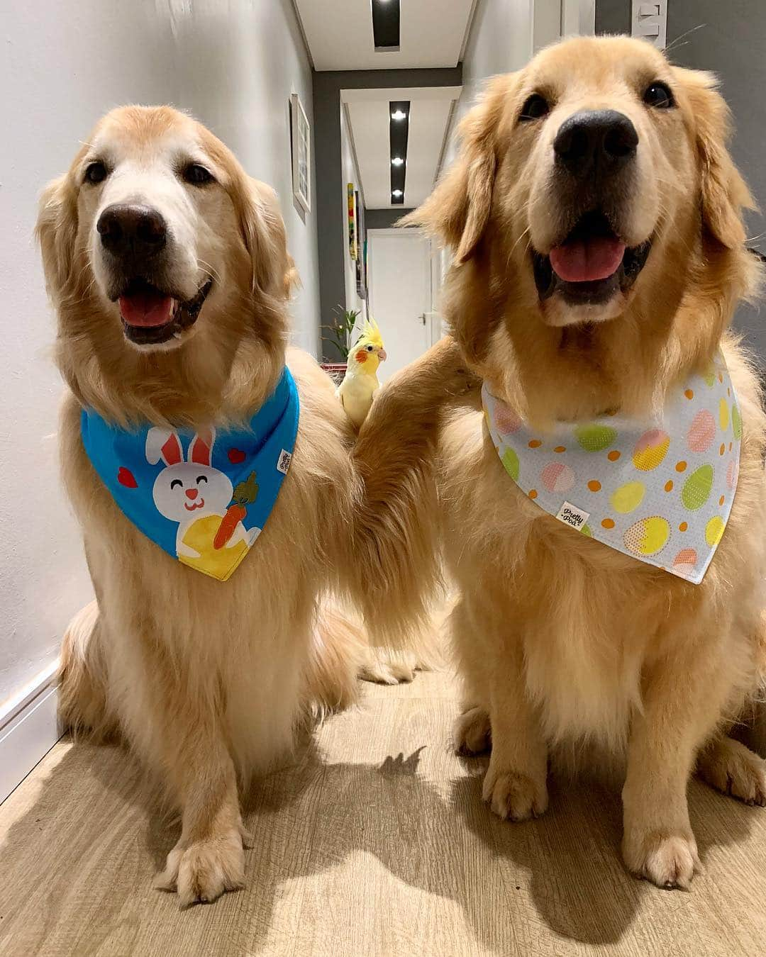 Bobさんのインスタグラム写真 - (BobInstagram)「Tem alguém que quer ser o melhor amigo também 🤔🤭🐤 #ilovegolden_retrievers #goldenretriever #goldenretrievers #dogs #dogsofinstagram #dogoftheday #dogstagram #pets #petstagram #petsofinstagram #instagram #instagrammers」4月11日 19時53分 - bob_marley_goldenretriever