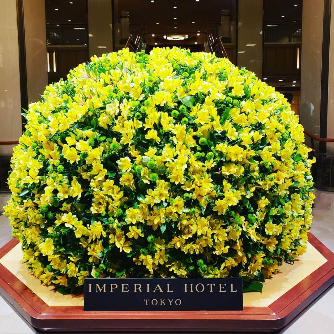 梅田陽子さんのインスタグラム写真 - (梅田陽子Instagram)「今月は #アルストロメリア でした。パッと鮮やかな黄色！元気を頂きました。  #帝国ホテル#imperialhotel#imperialhoteltokyo#ロビー#ロビー装花#お花#お花大好き#お花から元気をもらう#tokyo #japan#土曜から仕事復帰#ありがとう❤️」4月11日 20時05分 - yokoumeda
