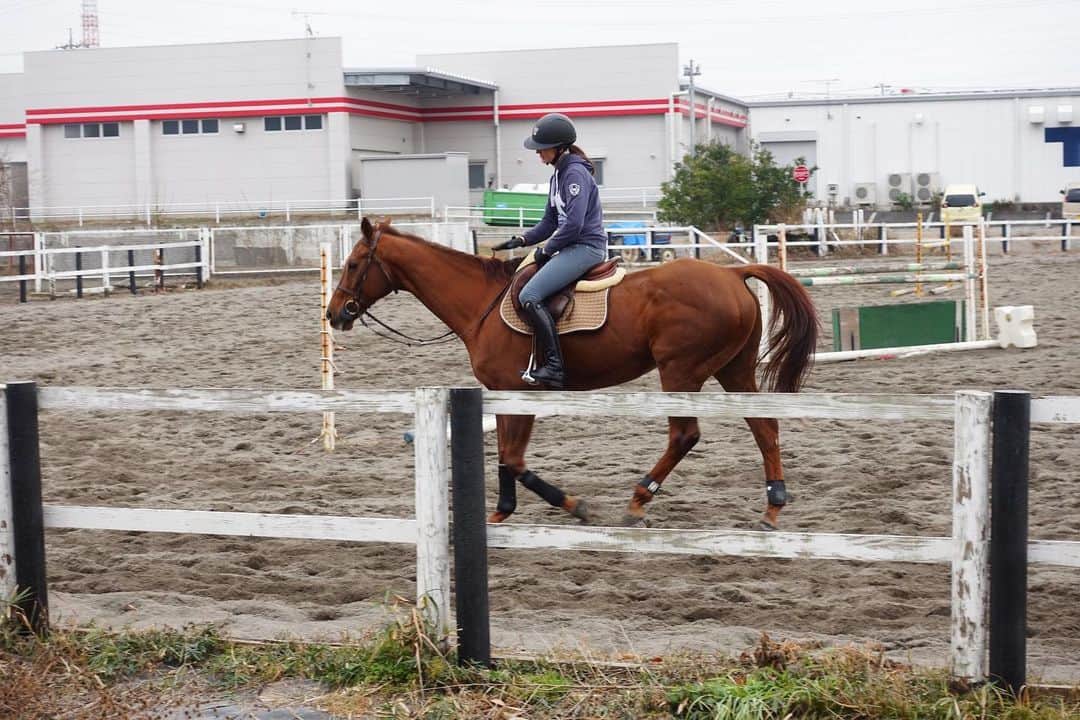 ジュディ舞衣のインスタグラム：「Where my soul has always belonged❤️ ． ． ． #horse #chestnut #horses #gratitude #soul #happiness #dowhatyoulove #selflove #parlanti #showjumping #馬 #乗馬 #癒し #障害馬術」