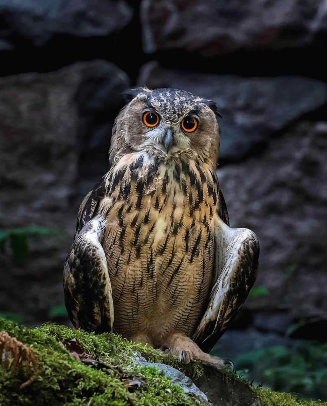 Discoveryさんのインスタグラム写真 - (DiscoveryInstagram)「“The Eurasian Eagle-owl is one of the many species that has been declared "Very Endangered" on the 2019 Red List of Finnish Species. The lower owl population is primarily a result of human actions, such as cutting down valuable old forests.” 🦉 📸 + caption by Ossi Saarinen (@soosseli) . . . . #IGbirds #birdwatching #owl  #explore #travel #nature #photography #potd #photooftheday #discover #wildlifephotography #nature」4月11日 20時27分 - discovery