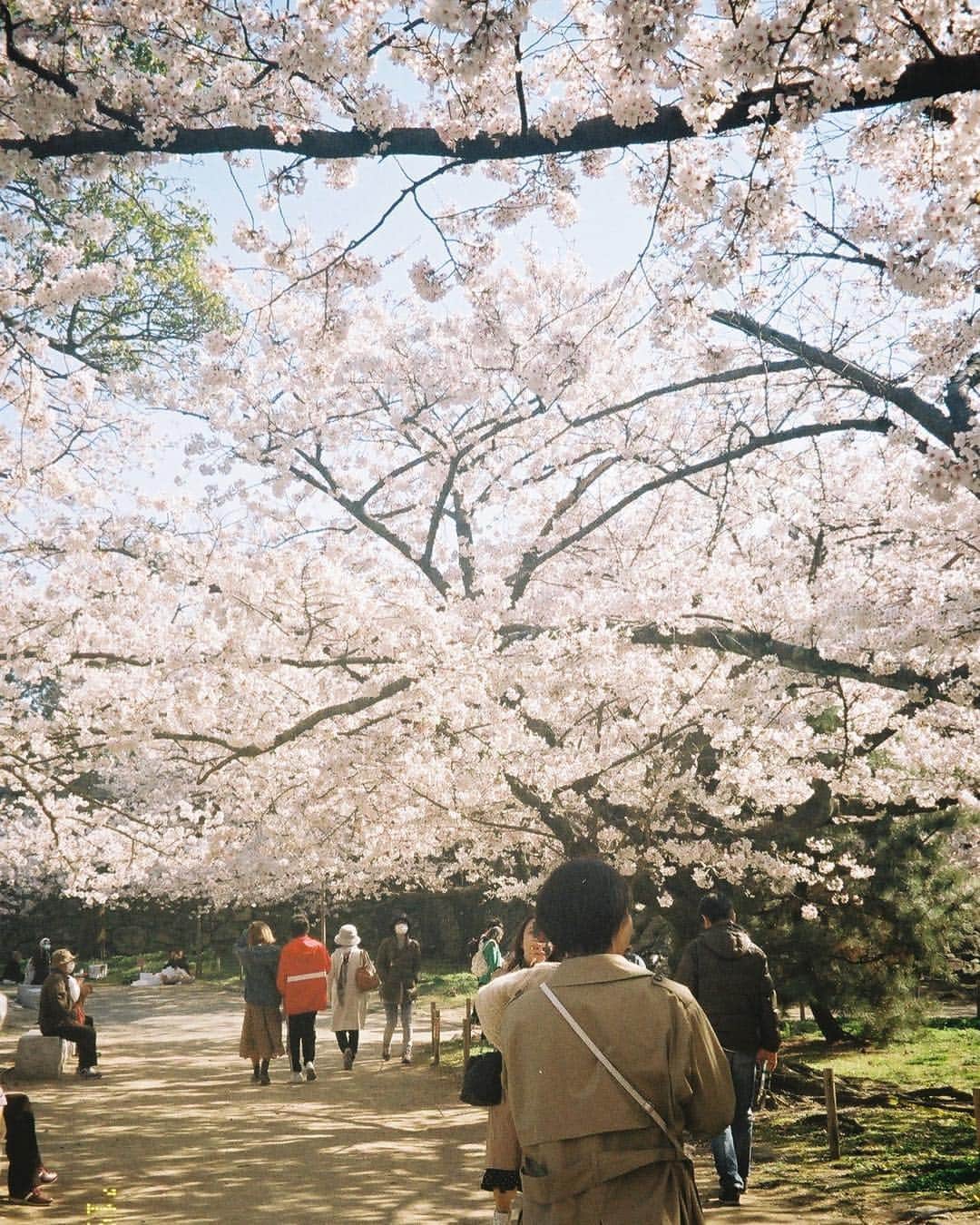 川床明日香さんのインスタグラム写真 - (川床明日香Instagram)「もう満腹っていうくらい、今年はたくさん桜見れました🌸 現像した写真は桜だらけです 笑 また桜の写真あげると思うので、皆さんお付き合いください。🙇‍♀️」4月11日 20時39分 - asuka_tokotoko