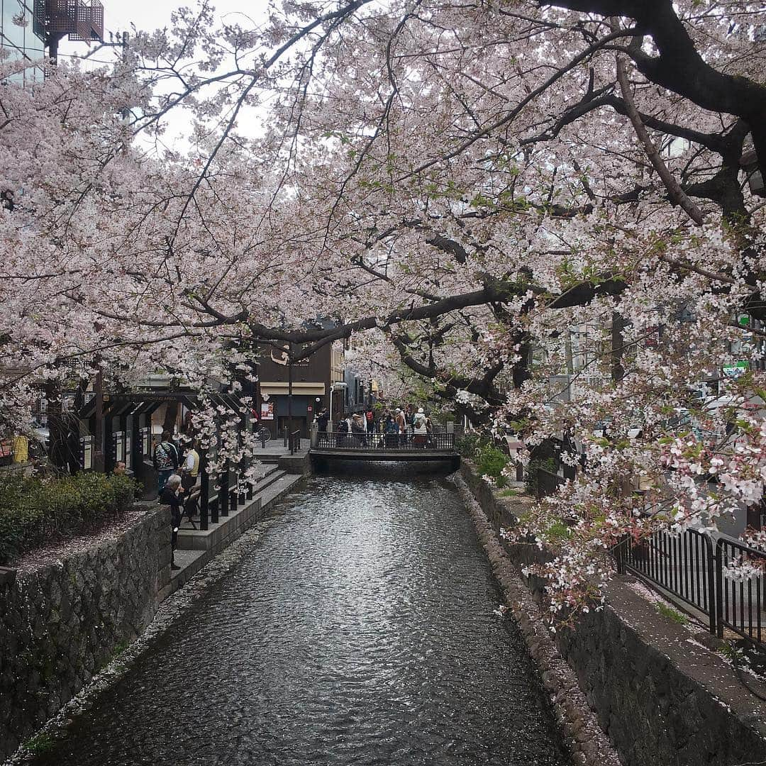 スルギさんのインスタグラム写真 - (スルギInstagram)「벚꽃여행🌸」4月11日 20時40分 - lovee_seul