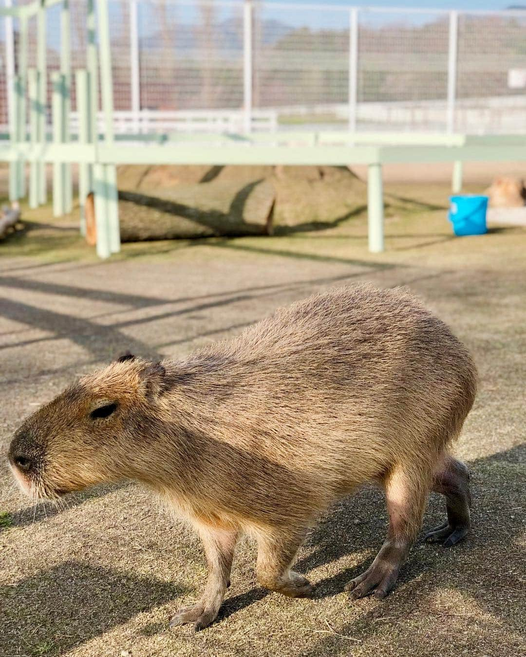 真衣ひなのさんのインスタグラム写真 - (真衣ひなのInstagram)「. 映える映える。 どこを切り取っても、写真が映える。 滋賀県ブルーメの丘🐑🦘🐖🦙🐏 カメラが好きな方も是非撮影に行ってみて！ ドイツの農村をイメージした街並みに、 のびのびと元気に過ごしている動物たち。 来週には１３万本のチューリップ畑が 見頃になるそうですよ！！ 先日行った時何本か咲いていましたが、 咲いたかと思えば、野生の鹿に 食べられちゃうんですって😂 それを笑って話すブルーメ運営の方々にも なんだかほっこりしました(*^^*) ここの動物たちは本当にイキイキしてるの！ . #心安らぐ丘 #ブルーメの丘  #ゆっくりのんびり自然や動物とふれあい  #アルプスジムで刺激を受けて #そんな休日もいいよね  #ブルーメの丘アンバサダー」4月11日 20時48分 - hinano_mai