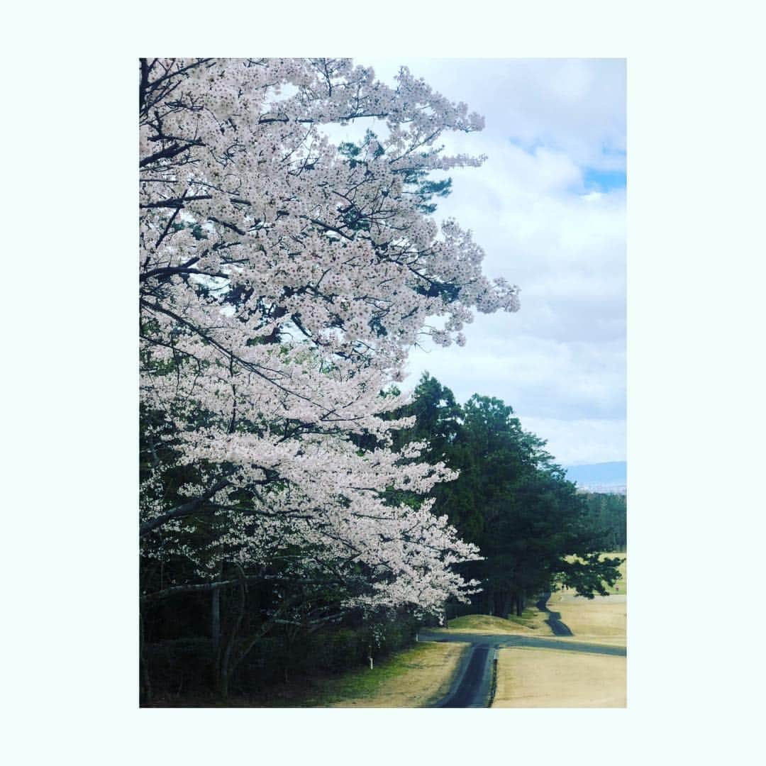 青山加織さんのインスタグラム写真 - (青山加織Instagram)「☆ 私のLPGA開幕戦が明日から始まります🎶  レギュラーツアーもステップアップツアーも第1戦目から出場出来ないのは悔しいけど、試合に出れる事に感謝です  推薦して頂き本当にありがとうございます  久しぶりにドキドキワクワクしてます☺️ 1番の目標は 一打一打大切に 一打一打楽しんで 頑張ります💪  そして、やっと #桜 見れました🌸 明日からも桜が目に入るくらい気持ちの余裕を持って💕  #ハナサカレディースヤンマーゴルフトーナメント  #hanasakaladiesyanmargolftournament  #LPGA #日本女子プロゴルフ協会 #ステップアップツアー #リクルートエグゼクティブエージェント  #シモンズ #simmons #ダンロップ #dunlop  #スリクソン #srixon #ゼクシオ #xxio #efficacegolf #エフィカス #delsolgolf #デルソル」4月11日 21時01分 - kaoriaoyama_official