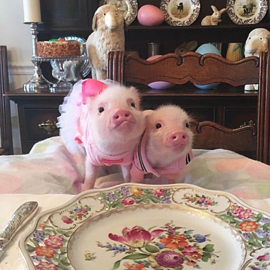 Priscilla and Poppletonさんのインスタグラム写真 - (Priscilla and PoppletonInstagram)「This is the only way a pig should be served at Easter dinner. Animals belong in our hearts not in our stomachs. Look at Posey and Pink’s faces and piggy please reconsider that Easter ham!🐷🍽ThOINKs!#tbt #easterham #friendsnotfood #happyeaster #PoseyandPink #PrissyandPop」4月11日 20時56分 - prissy_pig