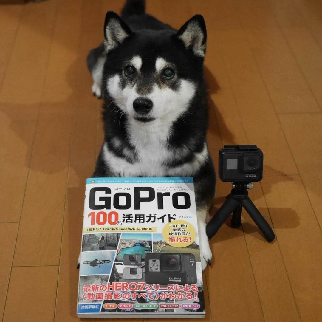 くろさんのインスタグラム写真 - (くろInstagram)「GoPro100%活用ガイド◡̈ #GoPro100パーセント活用ガイド #GoPro活用ガイド #GoProのある生活 #GoPro初心者 #GoProHero7black #GoProHero7 #GoProDog #kuroshiba #blackshiba #shibainu #shibastagram #instadog #dogstagram #柴犬 #黒柴 #日本犬 #和犬 #癒し犬 #いぬら部 #柴犬のいる暮らし #わんこのいる暮らし #わんこのいる生活 #わんこと一緒 #わんダフォ #わんだふるjapan」4月11日 20時57分 - m6bmw