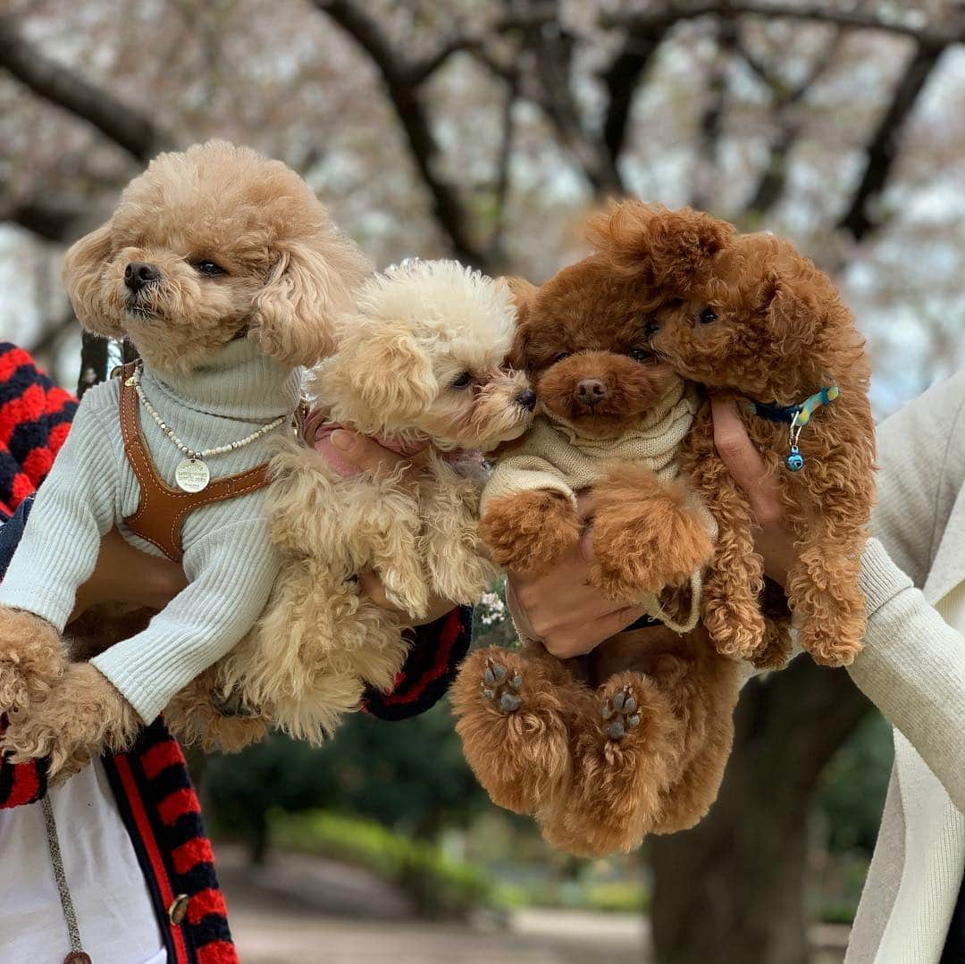 ❤︎Till❤︎さんのインスタグラム写真 - (❤︎Till❤︎Instagram)「🐩プチオフ会⁈🐩 モテモテ💕Noaちゃん💕 オルレアンちゃん、マルティーヴちゃん、 巨大ティル😂皆んなで仲良く💓 ＊ #トイプードル#ティーカッププードル#トイプー#トイプードルレッド#愛犬#犬#いぬ#癒し#わんこ#ティル#可愛い#プチオフ会#仲良し#桜#撮影#頑張りました#パピー#わちゃわちゃ#楽しい #dog#cute#toypoodle#teacuppoodle#poodle#doglove#mydog」4月11日 20時58分 - till201404