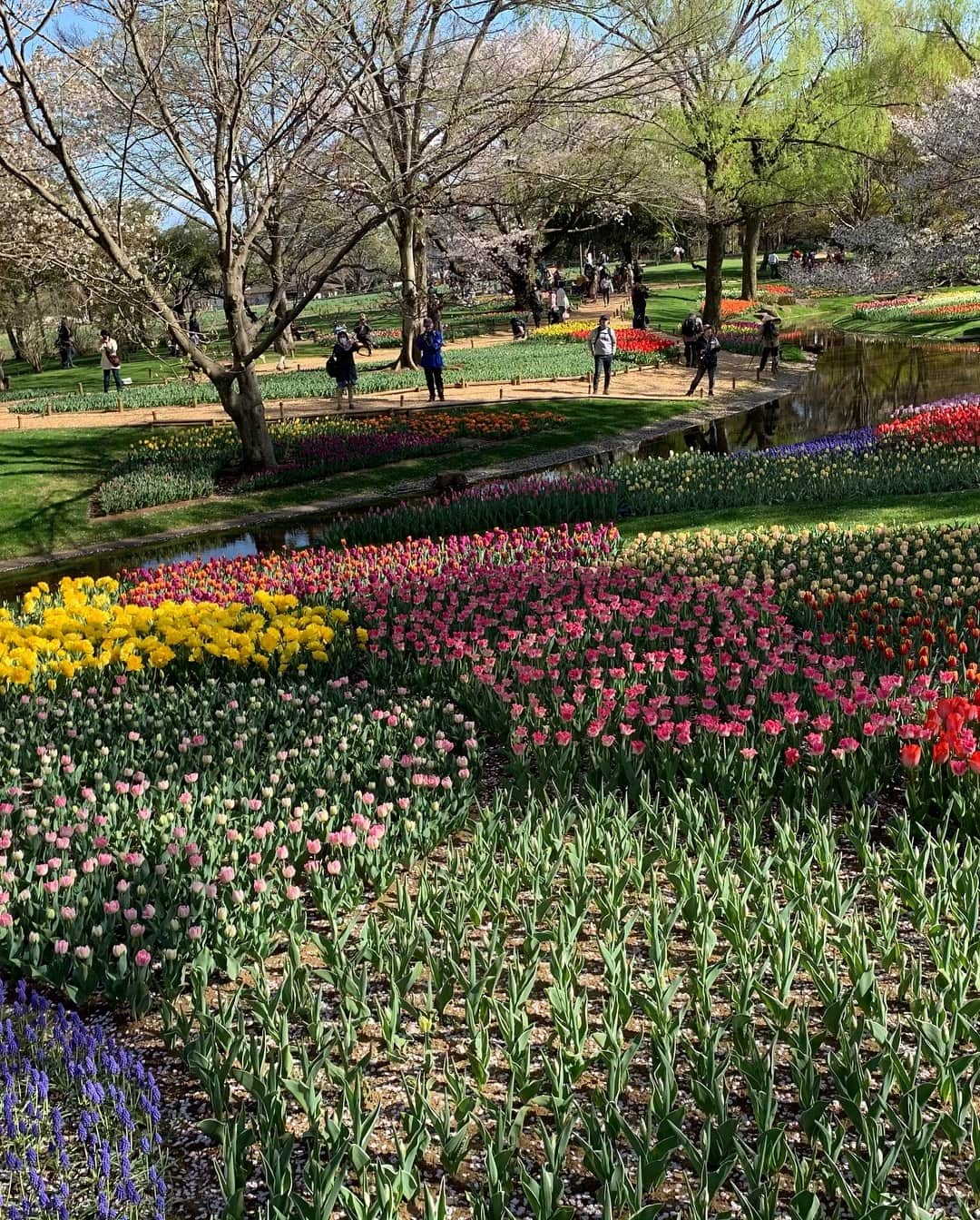 佐々木もよこさんのインスタグラム写真 - (佐々木もよこInstagram)「おこめちゃんとピクニックに行きました🐶🌸﻿ 初めて行った昭和記念公園🌲✨﻿ ﻿ めちゃめちゃいいところ〜💖﻿ ﻿ 行った時は桜もまだ満開に咲いていて﻿ 春のお花がたくさん咲いていて﻿ すっごく気持ちよかった🙈🌸✨﻿ ﻿ おこめも大喜びでしたよ☺️☺️☺️﻿ ﻿ ﻿ ﻿ ﻿ 昨日のカミヒトエ見てくれた方、ありがとう❤️﻿ もよこってこんなやつだぜ😛🍕💕﻿ ﻿ ﻿ ﻿ ﻿ ﻿ #ファッション#ワンピース#ピクニック#トイプードル#ぬいぐるみ#おこめ#昭和記念公園#fashion#fashionista #picnic#dog#dogstagram」4月11日 20時58分 - moyoko_atom