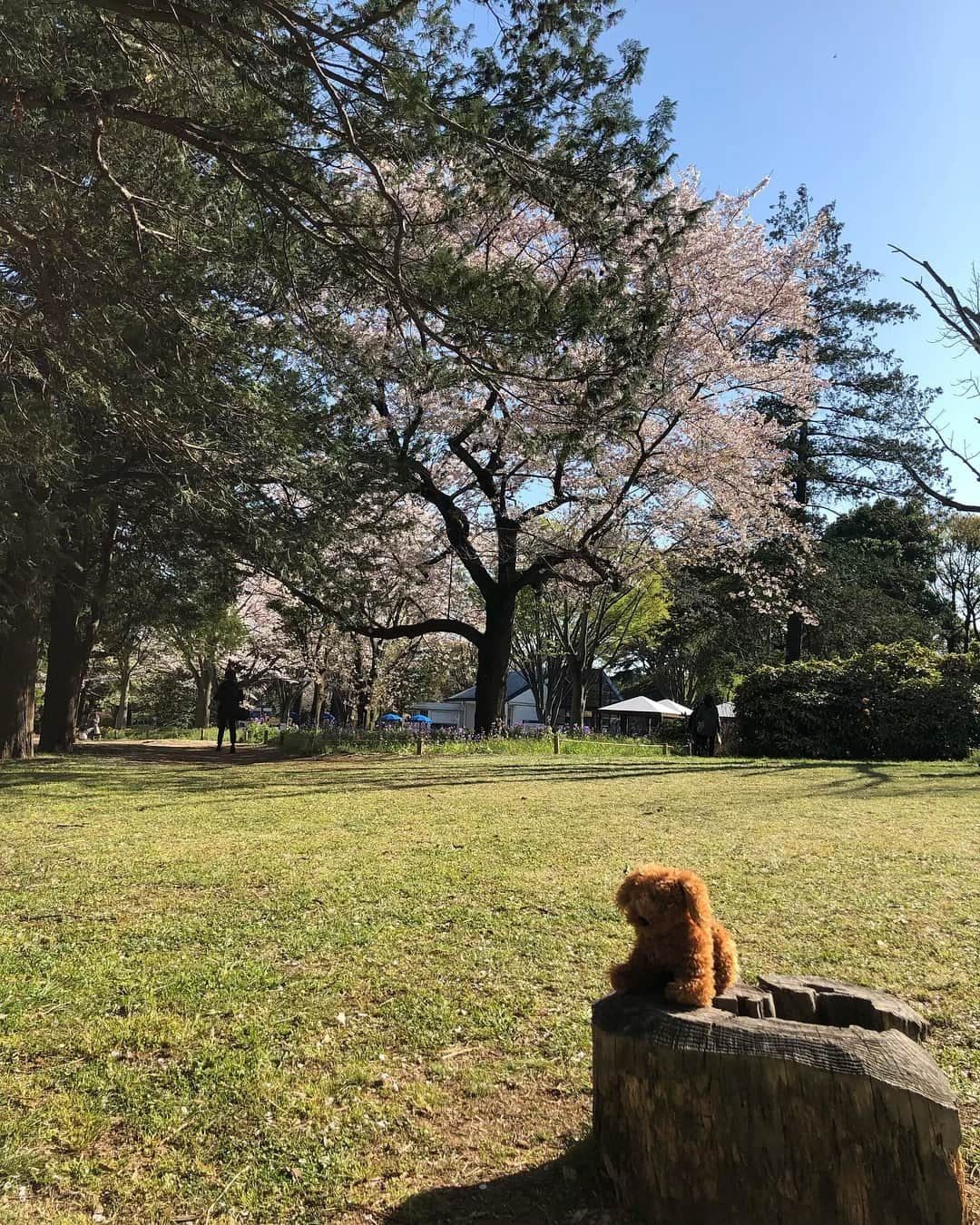 佐々木もよこさんのインスタグラム写真 - (佐々木もよこInstagram)「おこめちゃんとピクニックに行きました🐶🌸﻿ 初めて行った昭和記念公園🌲✨﻿ ﻿ めちゃめちゃいいところ〜💖﻿ ﻿ 行った時は桜もまだ満開に咲いていて﻿ 春のお花がたくさん咲いていて﻿ すっごく気持ちよかった🙈🌸✨﻿ ﻿ おこめも大喜びでしたよ☺️☺️☺️﻿ ﻿ ﻿ ﻿ ﻿ 昨日のカミヒトエ見てくれた方、ありがとう❤️﻿ もよこってこんなやつだぜ😛🍕💕﻿ ﻿ ﻿ ﻿ ﻿ ﻿ #ファッション#ワンピース#ピクニック#トイプードル#ぬいぐるみ#おこめ#昭和記念公園#fashion#fashionista #picnic#dog#dogstagram」4月11日 20時58分 - moyoko_atom