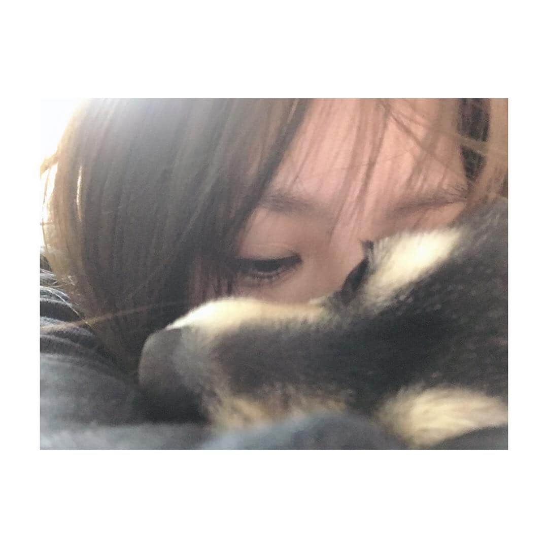 志保さんのインスタグラム写真 - (志保Instagram)「. 将軍の匂いを嗅ぐ遊び」4月11日 20時59分 - shiho__official