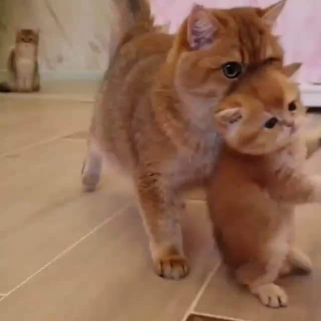 Cute baby animal videos picsのインスタグラム