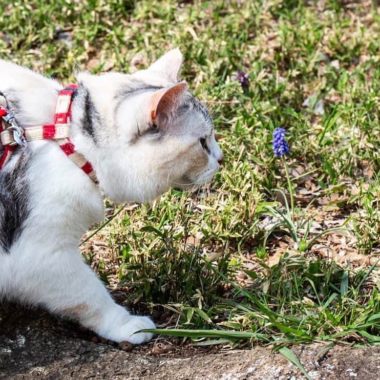 ホタテ＆クラム＆シラスのインスタグラム：「なんだこれ？ #cat #neko #ScottishFold #猫 #ねこ #スコティッシュフォールド #catstagram #instagram #instagramjapan #ig_japan #igersjp」
