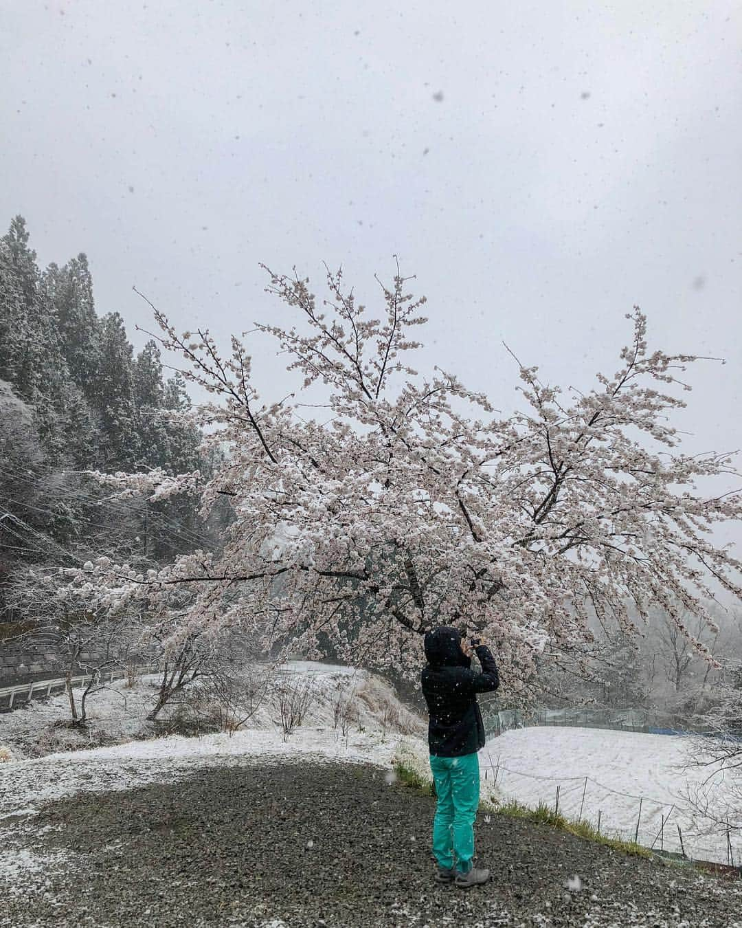 植田夢月さんのインスタグラム写真 - (植田夢月Instagram)「・ 4/10 二子山の麓、小鹿野町では桜が満開。 そこに雪が降って、珍しい姿の桜を見られた🌸🌸 雪景色好きだなぁ〜☺️ ・ #cherryblossom #snowwhite」4月11日 21時06分 - dream_moco