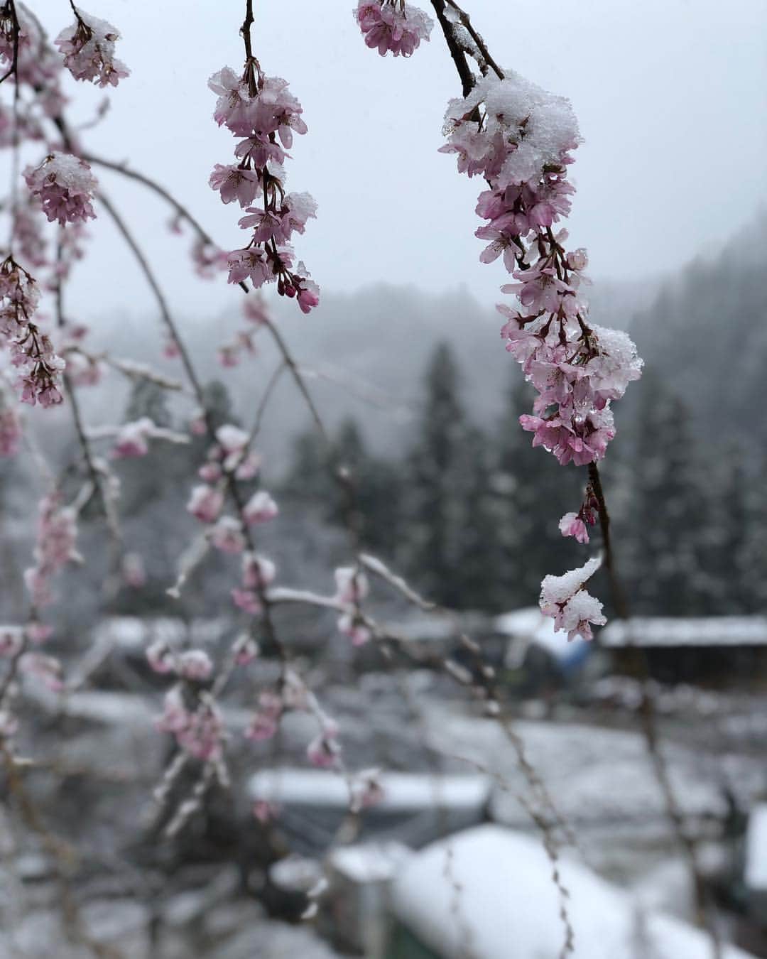 植田夢月のインスタグラム：「・ 4/10 二子山の麓、小鹿野町では桜が満開。 そこに雪が降って、珍しい姿の桜を見られた🌸🌸 雪景色好きだなぁ〜☺️ ・ #cherryblossom #snowwhite」