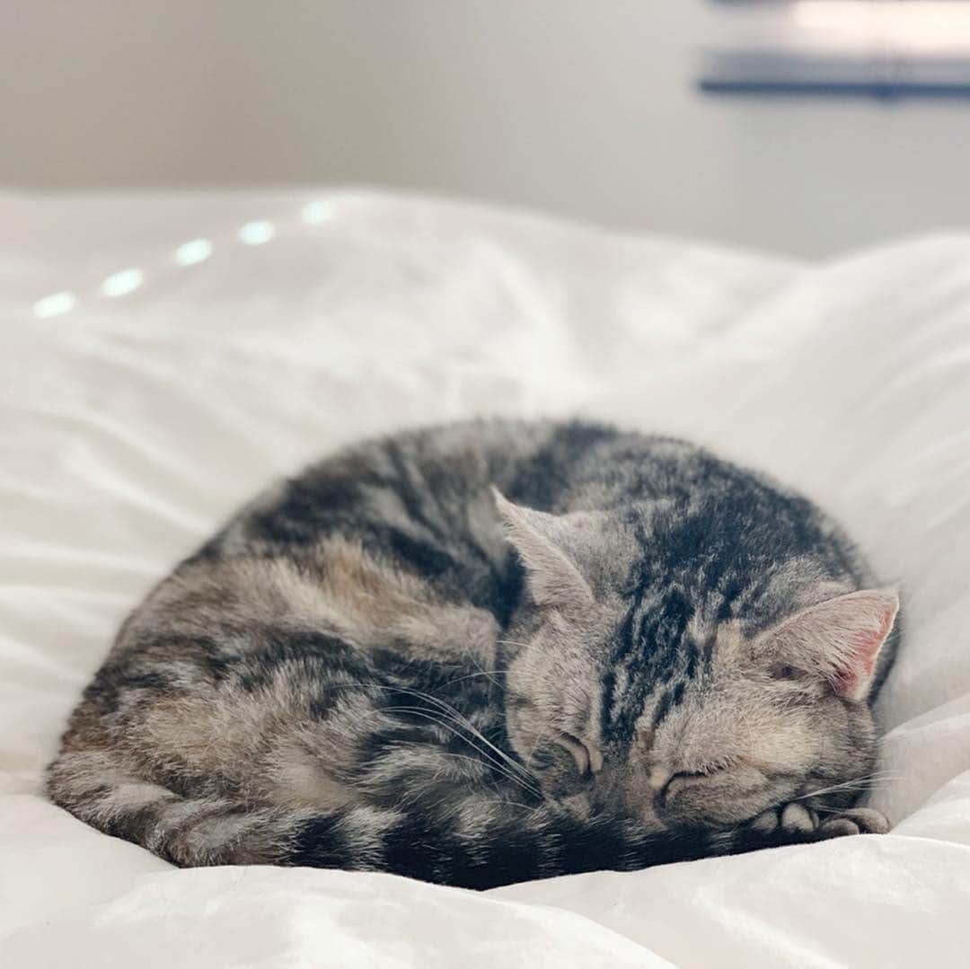 STRIPE DEPARTMENTさんのインスタグラム写真 - (STRIPE DEPARTMENTInstagram)「EDITOR'S PICK 睡眠は量より質！「寝る前」のルーティーンTIP6  人生の１/３を費やすという睡眠時間の改善で、日中のパフォーマンスもグッとUP！ 睡眠の質を上げる“ストデパ的”ぐっすり睡眠術をお届け。  詳しくはこちらから https://editorial.stripe-department.com/wellness/editorspick/01_sleep_190409/  #ストデパwellness #wellness #wellnesslifestyle #wellnesslife #sleep #routine #healthy #olympics #tokyo2020 #ウェルネス #ウェルネスライフ #睡眠 #睡眠改善 #質の良い睡眠 #健康 #健康生活 #オリンピック #東京オリンピック #東京五輪  #aromatherapyassociates #marshall」4月11日 21時15分 - stripedepartment