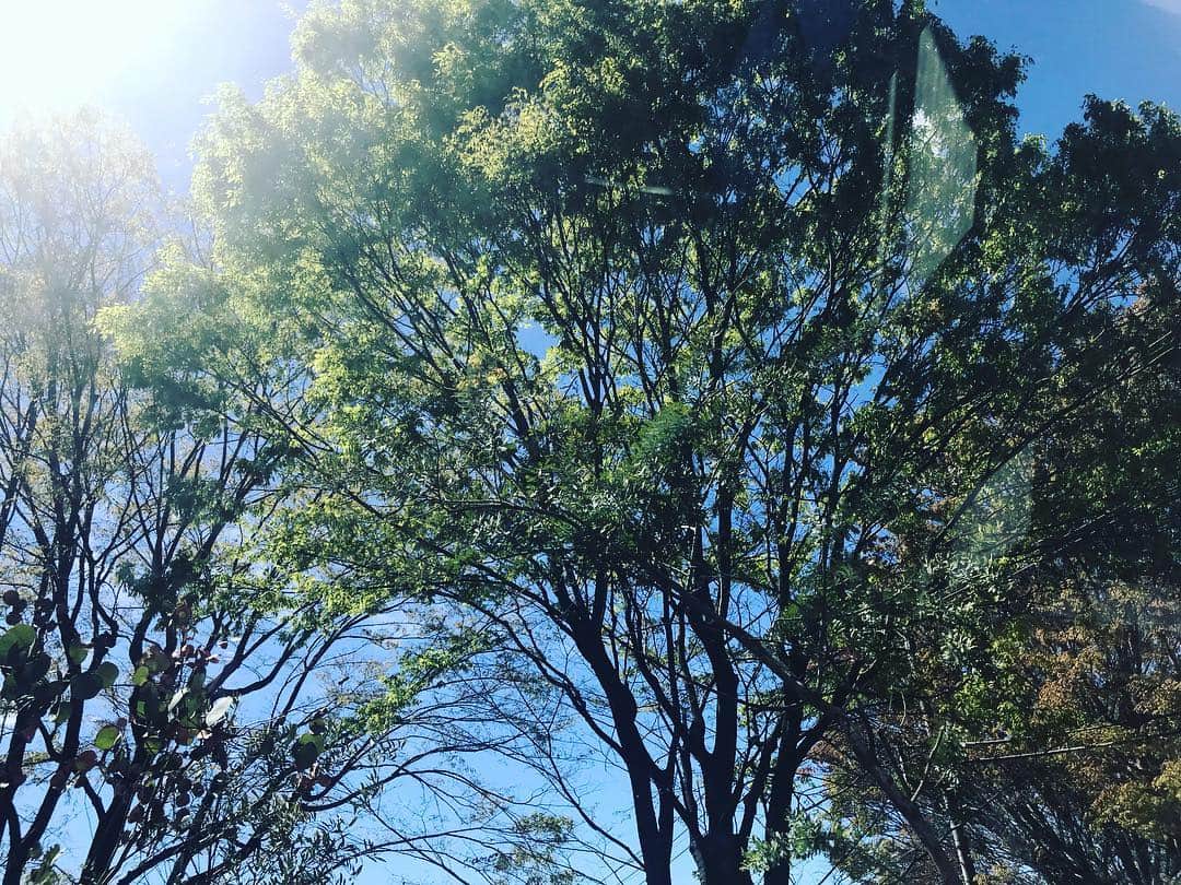 濱中鮎子さんのインスタグラム写真 - (濱中鮎子Instagram)「色が濃くなってきた。  毎日眺めていると、季節の移り変わりの速さに驚く。  #chaihome #チャイホーム #窓越し」4月11日 21時16分 - ayukohamanaka