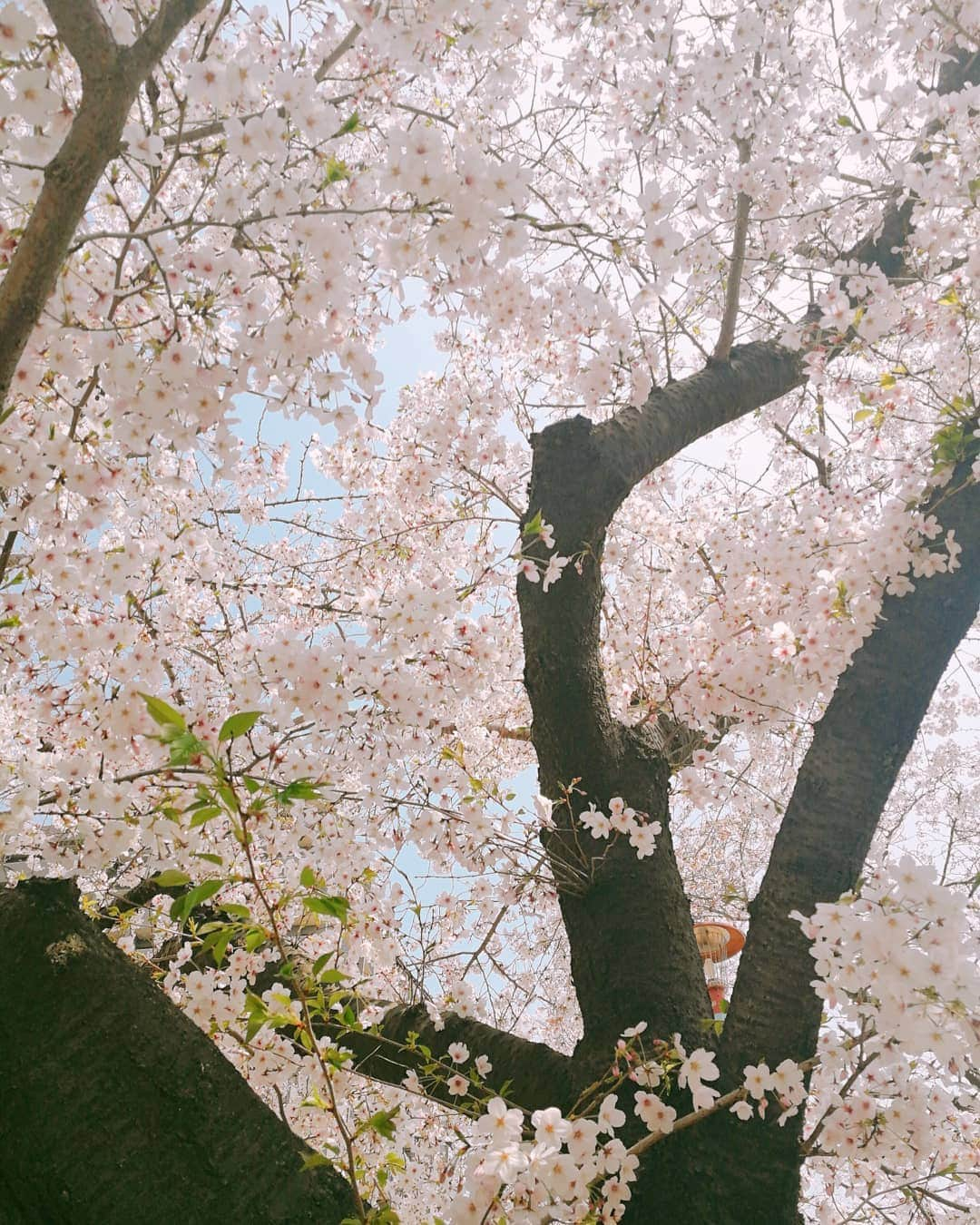 林智美 さんのインスタグラム写真 - (林智美 Instagram)「アルバム整理。 見てるだけで癒される🌸  #桜 #さくら #お花見 #🌸 #桜2019 #青空 #乾杯🍻 #最高の一杯 #平成最後の桜 #instaphoto #📸 #大阪」4月11日 21時25分 - h_tomomi_i