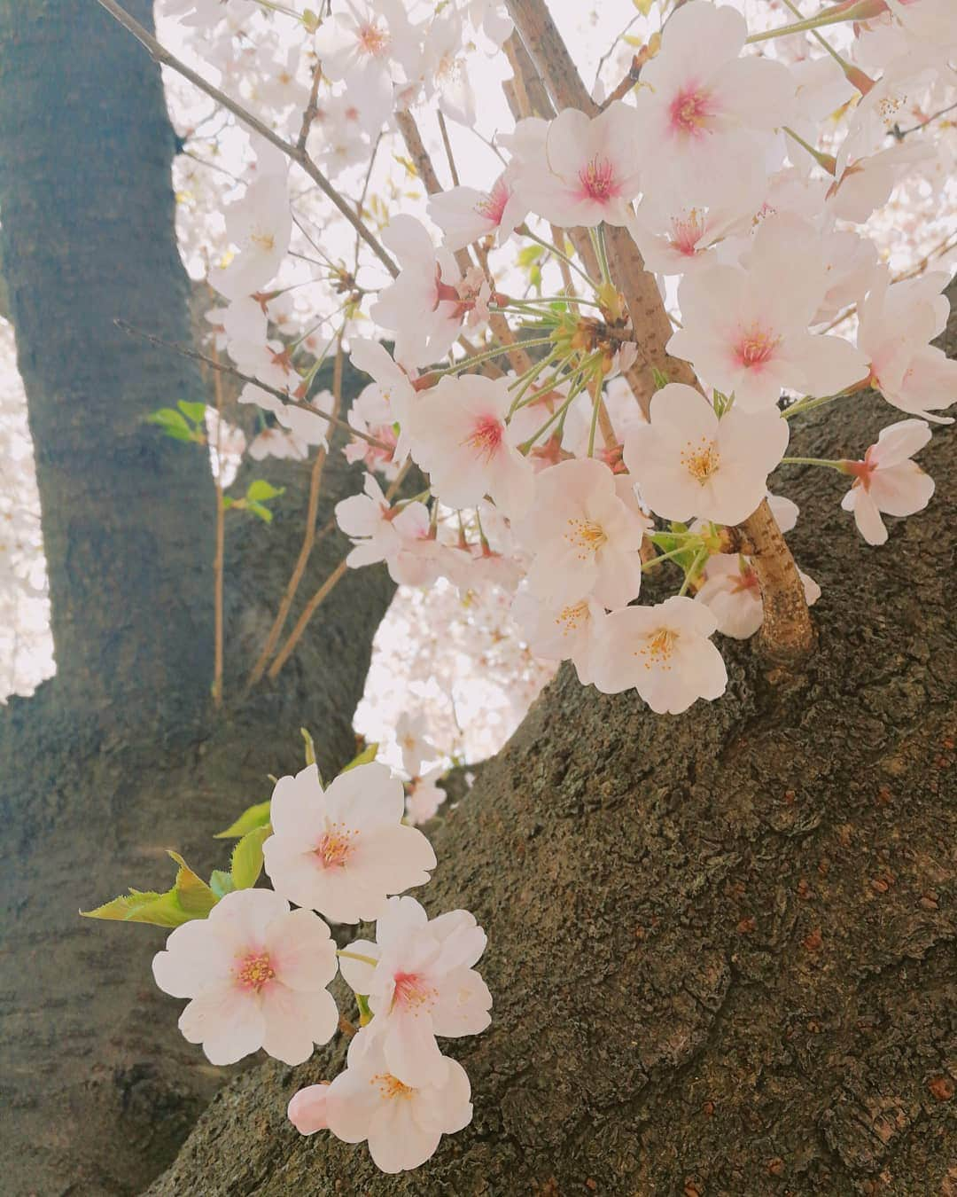 林智美 さんのインスタグラム写真 - (林智美 Instagram)「アルバム整理。 見てるだけで癒される🌸  #桜 #さくら #お花見 #🌸 #桜2019 #青空 #乾杯🍻 #最高の一杯 #平成最後の桜 #instaphoto #📸 #大阪」4月11日 21時25分 - h_tomomi_i