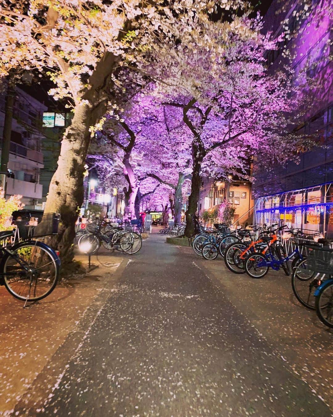 りりりのインスタグラム：「今年はお花見いけんかったけど、この前練習終わりに綺麗な🌸見れて幸せな気持ちになりました✌️ ・ ・ #りりり #桜 #綺麗 #幸せ #実力テスト終わったよー」