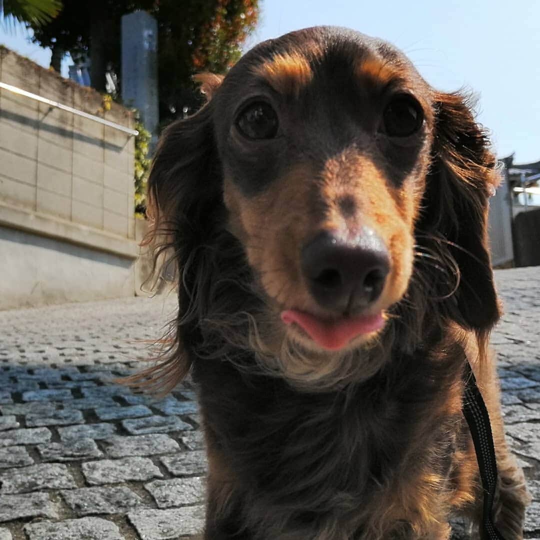 ななこさんのインスタグラム写真 - (ななこInstagram)「今日のお散歩でした🐾 ※ ※ #犬 #愛犬 #ダックス #カニンヘン　 #dog #dachshund #dogstagram  #doxie #instadog #instadachshund  #petstagram #dachshundsofinstagram」4月11日 21時32分 - nanaco_dachs
