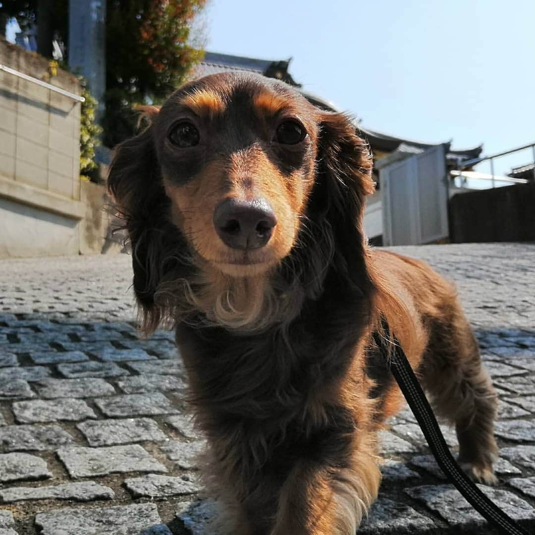 ななこさんのインスタグラム写真 - (ななこInstagram)「今日のお散歩でした🐾 ※ ※ #犬 #愛犬 #ダックス #カニンヘン　 #dog #dachshund #dogstagram  #doxie #instadog #instadachshund  #petstagram #dachshundsofinstagram」4月11日 21時32分 - nanaco_dachs