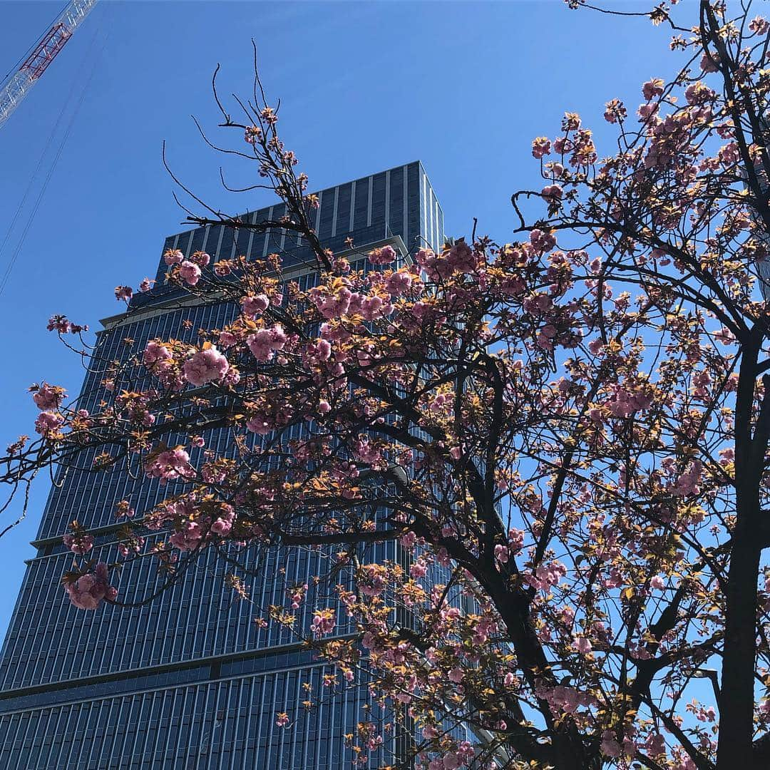 MOREさんのインスタグラム写真 - (MOREInstagram)「今日の東京はとても強い風が吹いていて、桜の花もだいぶん散ってしまったのですが、紀尾井町のホテルニューオータニ近くの八重桜はまだしっかりと、こんな感じでした🌸 昨日はみぞれが舞うかのごとくの寒さ、うって変わって今日は暖かな日、と気温もめまぐるしく変わる4月。まわりではちらほら風邪を引いてる人も... 今週末お花見予定の方もいらっしゃいますよね、春とはいえ暖かな格好で！ 着こなしやメイクに迷ったらMOREをみてくださいね☺︎お弁当のテーマも載っているので是非🍱🍙🥪／副編Y  #moremagjp #MORE  #デイリーモア #flowers #sakura  #cherryblossom #桜 #さくら #サクラ #spring #春 #副編Y」4月11日 21時33分 - moremagjp