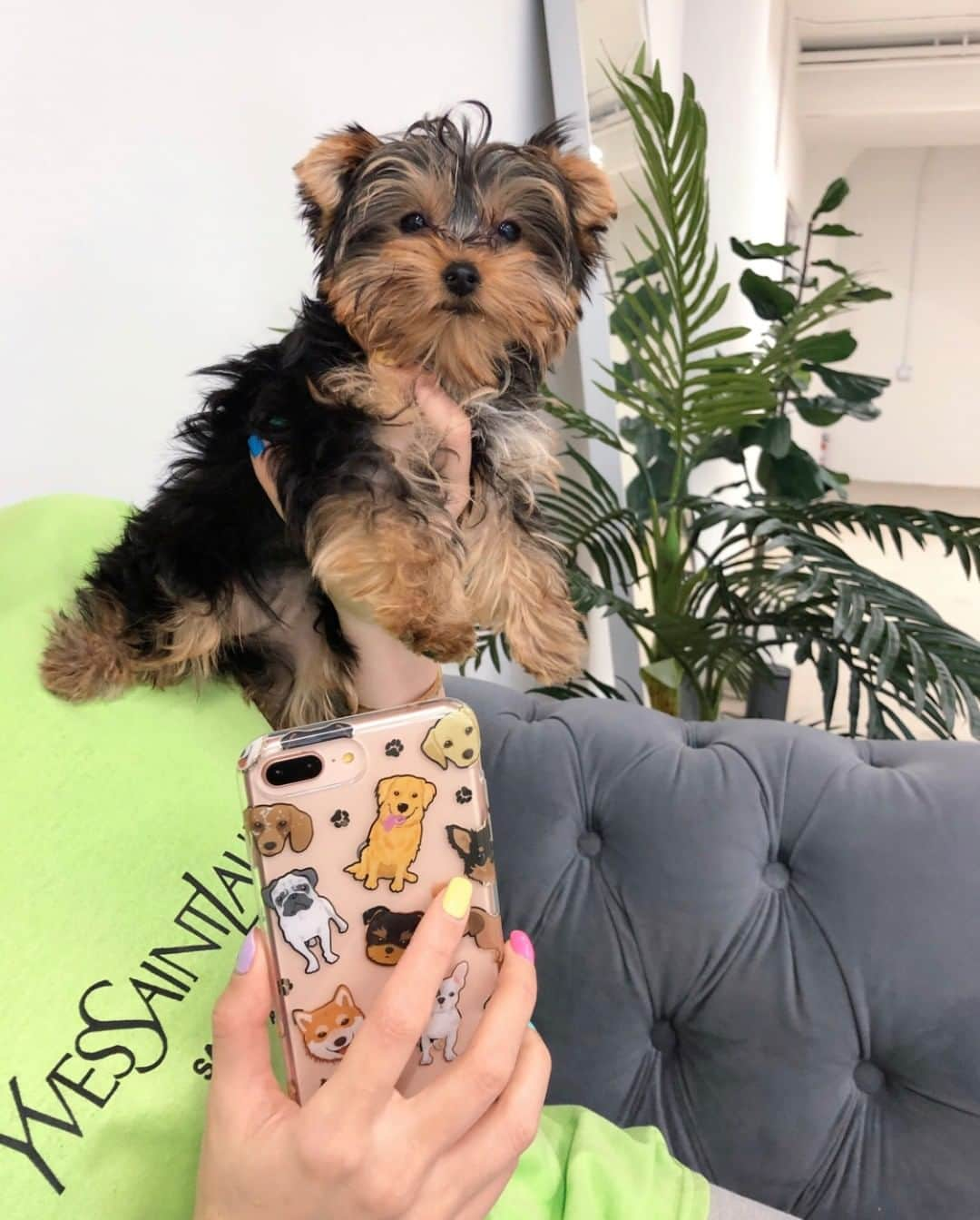 VELVETCAVIARさんのインスタグラム写真 - (VELVETCAVIARInstagram)「Meet the newest member of the VC Team 🐶 ⠀⠀⠀⠀⠀⠀⠀⠀⠀ In honor of #NationalPetDay, our founder Michelle brought her Yorkie puppy to the office to distract all of us. ⠀⠀⠀⠀⠀⠀⠀⠀⠀ ⠀⠀⠀⠀⠀⠀⠀⠀⠀ It worked. 🐶 #velvetcaviar #dogsofinstagram」4月12日 3時15分 - velvetcaviar