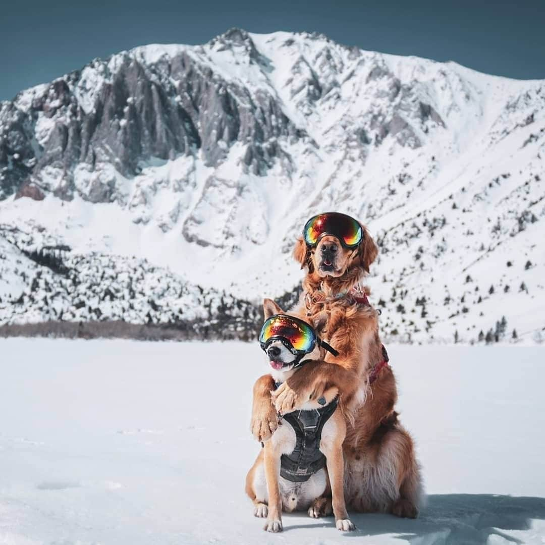 REIさんのインスタグラム写真 - (REIInstagram)「Put your paws up for adventure. #NationalPetDay  Photo: @elvis_the_explorer in Mammoth Lakes, #California #OptOutside」4月11日 22時01分 - rei