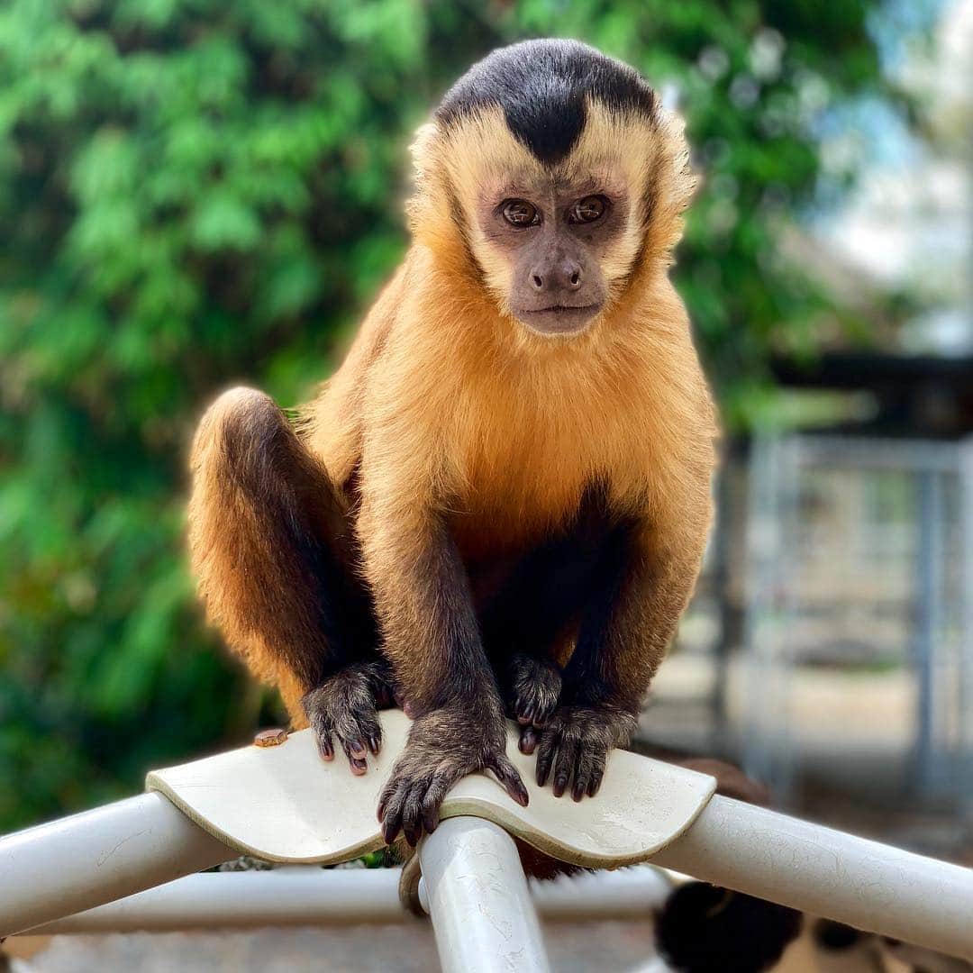 Zoological Wildlife Foundationさんのインスタグラム写真 - (Zoological Wildlife FoundationInstagram)「Happy Fourth Birthday Anastasia🎂  #capuchin #capuchinmonkey #conservation #zwf #zwfmiami」4月11日 21時56分 - zwfmiami