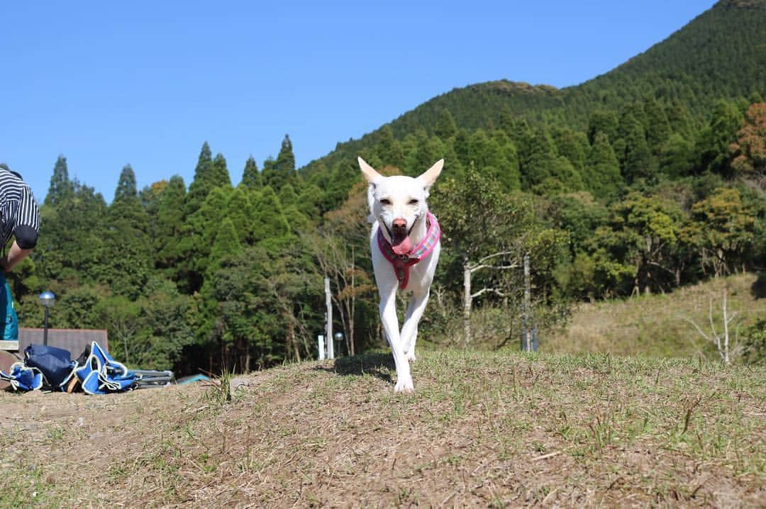 柴犬ハル&保護犬すずのインスタグラム