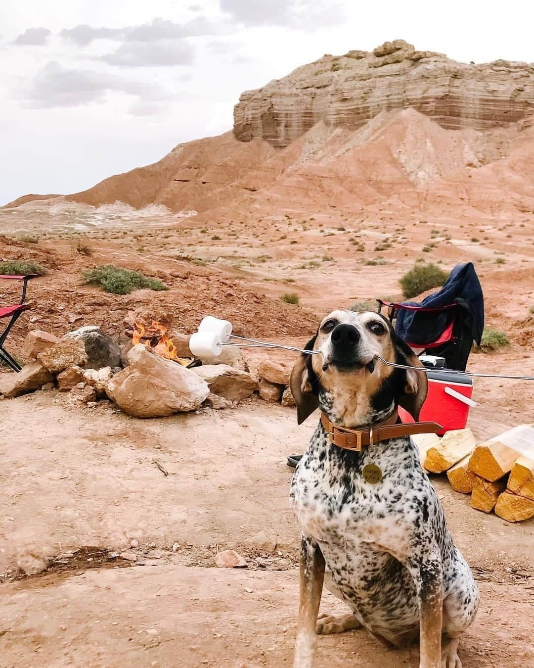 エディー・バウアーさんのインスタグラム写真 - (エディー・バウアーInstagram)「Today we celebrate pets and the joy they bring to our lives. Got a pet who loves the outdoors? Gear up and celebrate the day with a trail adventure. 📷: @stephcorine + @david_sl_utah #WhyIHike #LiveYourAdventure #NationalPetDay」4月11日 22時00分 - eddiebauer