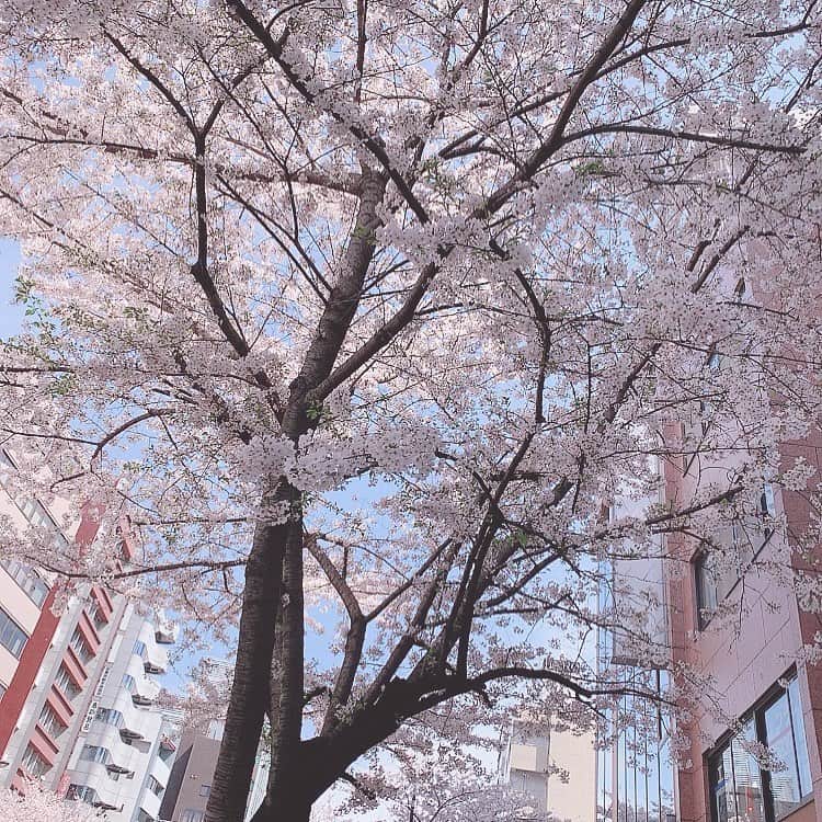 倉田夏希のインスタグラム：「♡ . 桜の季節も 終わってしまうなぁ…🌸 . .」