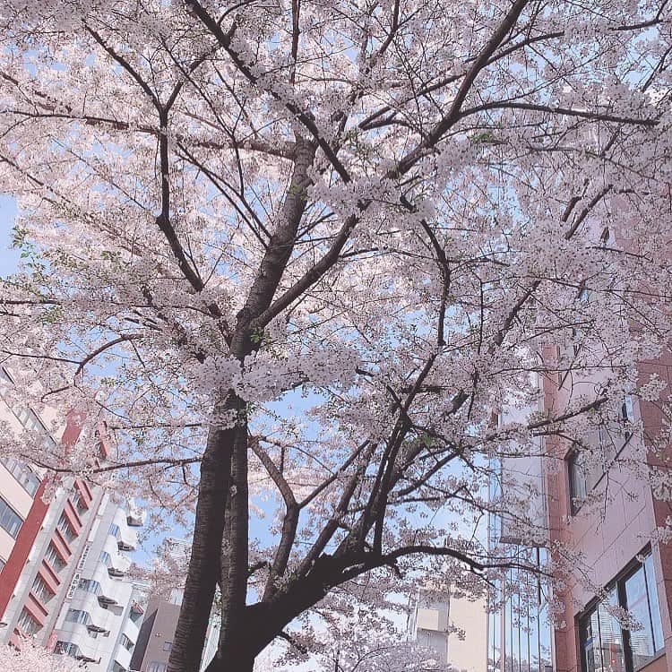 倉田夏希さんのインスタグラム写真 - (倉田夏希Instagram)「♡ . 桜の季節も 終わってしまうなぁ…🌸 . .」4月11日 22時00分 - nacchan_2611