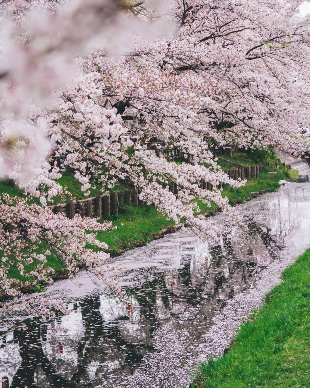 福田洋昭のインスタグラム：「Fall with the wind.  Interesting tidbit, Sakura petals only live a week, they bloom brilliantly and fall with the wind, which I'm sure you all knew, but did you know sakura petals symbolized warriors? Samurai ideals stated that a warrior should live passionately and die young.  We totally need a samurai emoji now 🎌」
