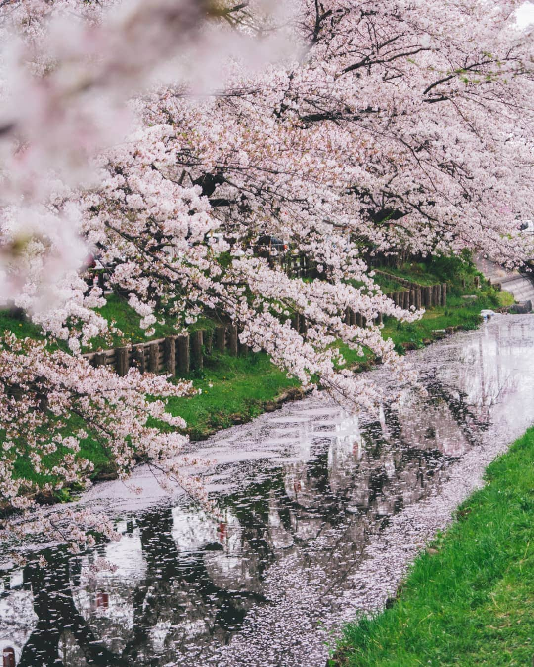 福田洋昭さんのインスタグラム写真 - (福田洋昭Instagram)「Fall with the wind.  Interesting tidbit, Sakura petals only live a week, they bloom brilliantly and fall with the wind, which I'm sure you all knew, but did you know sakura petals symbolized warriors? Samurai ideals stated that a warrior should live passionately and die young.  We totally need a samurai emoji now 🎌」4月11日 22時18分 - hirozzzz