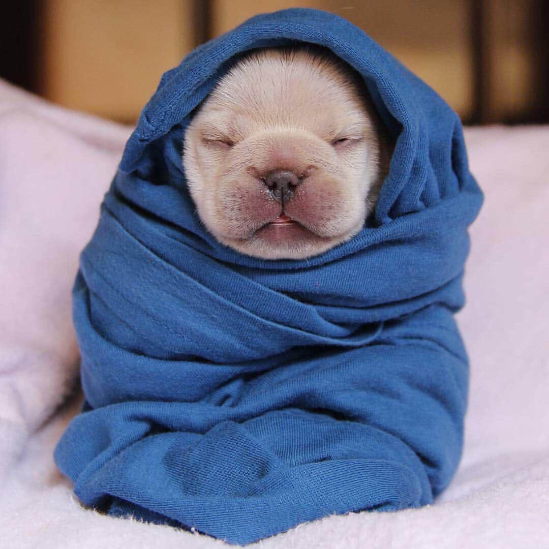 Regeneratti&Oliveira Kennelさんのインスタグラム写真 - (Regeneratti&Oliveira KennelInstagram)「Morning mood #burrito #puppy #frenchie #frenchbulldog」4月11日 22時11分 - jmarcoz