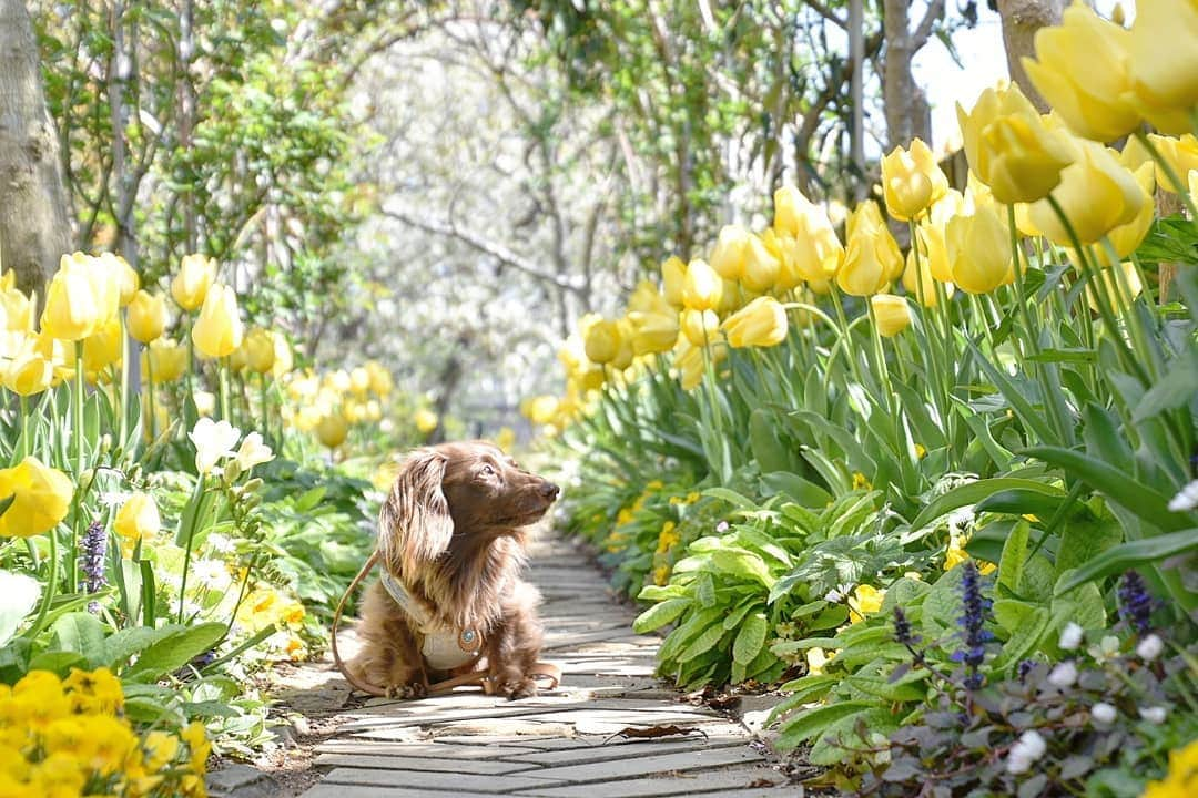 etsukoさんのインスタグラム写真 - (etsukoInstagram)「* 2019.04.11 💛キイロノセカイ💛② * * * 🐶💬 『黄色いちゅりさん｡:+((*´艸`))+:｡ ビタミンカラーパワー炸裂してたですよぉ( ੭ ˙ᗜ˙ )੭』 * * * 👧💬 『母さんの好きな色は イエロー💛とグリーン💚 まさにその世界なのだぁ(๑ˇεˇ๑)•*¨*•.¸¸♪』 * * * #調子に乗って続くよへっぽこ母さん #アロハと花巡り2019  #キイロノセカイ2019 #チューリップ #ガーデン #Garden #ミニチュアダックスフンド #ミニチュアダックス #ダックスフンド #ダックス #チョコソリッド #ワンコなしでは生きて行けません会 #犬のいる暮らし #miniaturedachshund  #miniaturedachs  #dachshund #dachs #dogoftheday #dogstagram #flowerstagram  #ig_flower  #ig_dogphoto  #todayswanko  #east_dog_japan  #alohahappy🐶 * * *」4月11日 22時12分 - aloha_with_etsuko