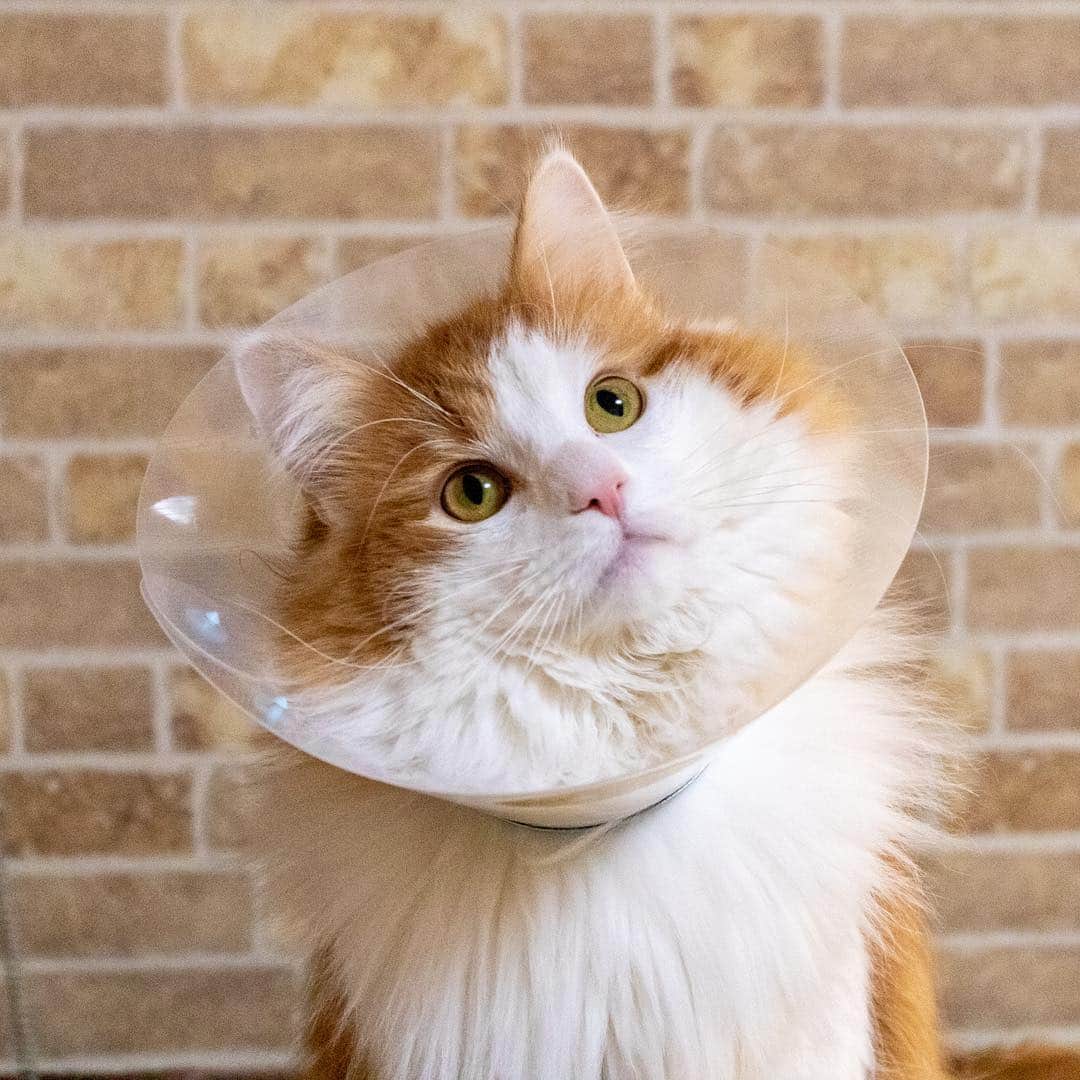 マアルのインスタグラム：「カイちゃん🐈 #北海道 #旭川市 #ペットシッター #猫 #cat」