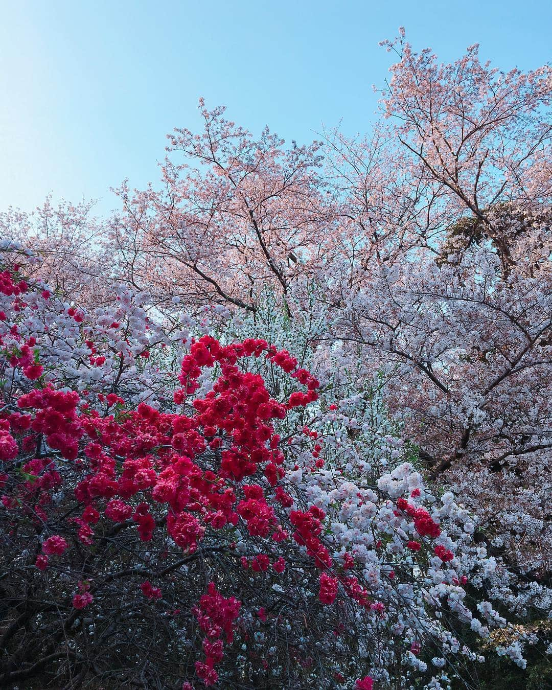 かすみりささんのインスタグラム写真 - (かすみりさInstagram)「🐰💕 ． 先日行った、砧公園にはたくさんの桜が咲いていました🌸✨ ． 1枚目、2枚目の桜は、一本の木から三色グラテーションみたいになったお花が咲いていて、不思議でずっと眺めていました(*´▽`*) ． なんて名前の桜だったかなぁ(´∵`) ． 今度、東北地方の桜を見に行ってみたいなぁ〜と思ってます(*Ü*)*.¸¸♪ ． #桜#cherryblossom#綺麗#砧公園#グラデーション#不思議#🌸#❤️#love#かすみりさ」4月11日 22時16分 - risa_kasumi