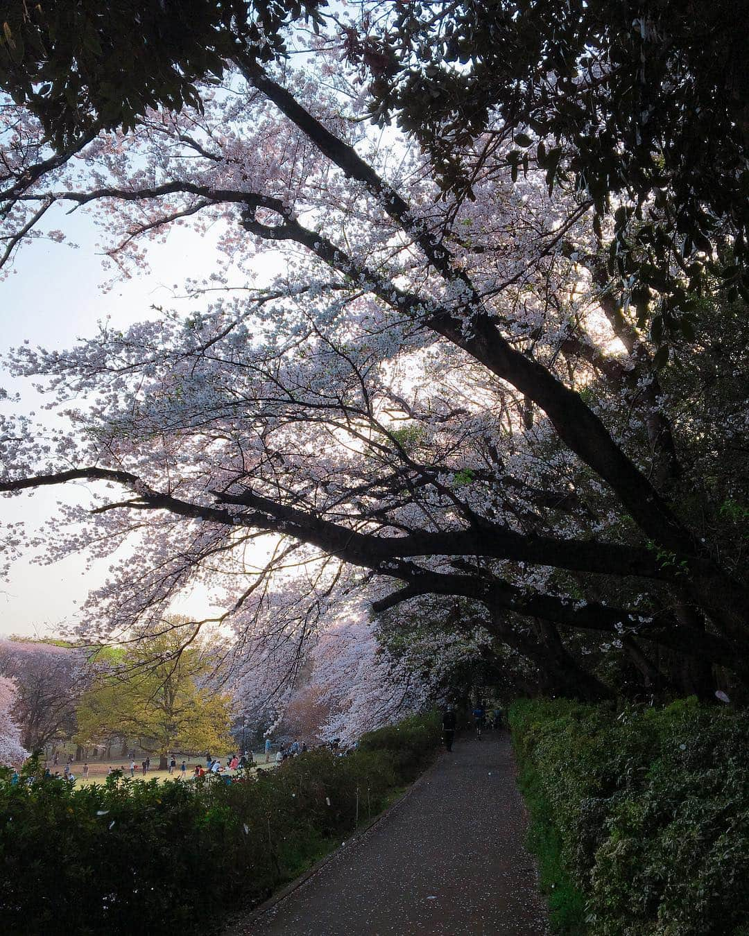 かすみりささんのインスタグラム写真 - (かすみりさInstagram)「🐰💕 ． 先日行った、砧公園にはたくさんの桜が咲いていました🌸✨ ． 1枚目、2枚目の桜は、一本の木から三色グラテーションみたいになったお花が咲いていて、不思議でずっと眺めていました(*´▽`*) ． なんて名前の桜だったかなぁ(´∵`) ． 今度、東北地方の桜を見に行ってみたいなぁ〜と思ってます(*Ü*)*.¸¸♪ ． #桜#cherryblossom#綺麗#砧公園#グラデーション#不思議#🌸#❤️#love#かすみりさ」4月11日 22時16分 - risa_kasumi