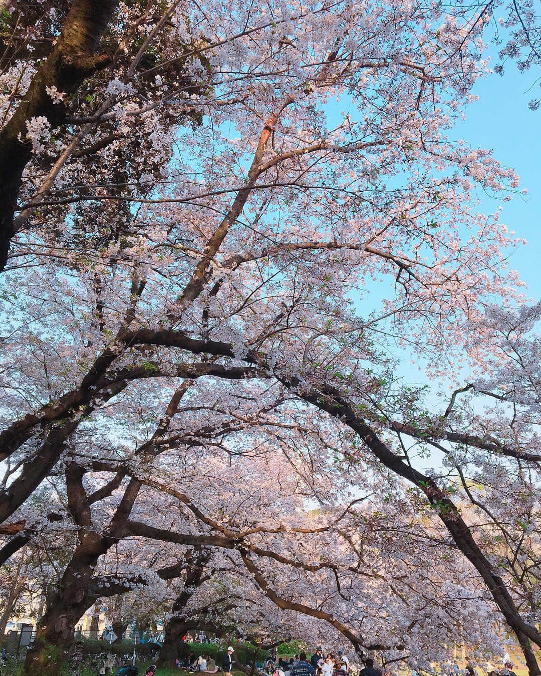かすみりささんのインスタグラム写真 - (かすみりさInstagram)「🐰💕 ． 先日行った、砧公園にはたくさんの桜が咲いていました🌸✨ ． 1枚目、2枚目の桜は、一本の木から三色グラテーションみたいになったお花が咲いていて、不思議でずっと眺めていました(*´▽`*) ． なんて名前の桜だったかなぁ(´∵`) ． 今度、東北地方の桜を見に行ってみたいなぁ〜と思ってます(*Ü*)*.¸¸♪ ． #桜#cherryblossom#綺麗#砧公園#グラデーション#不思議#🌸#❤️#love#かすみりさ」4月11日 22時16分 - risa_kasumi